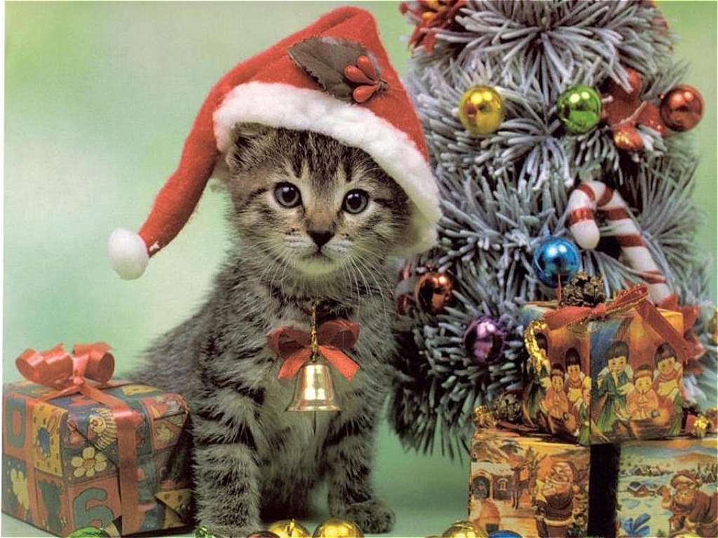 Christmas Cat Wallpapers