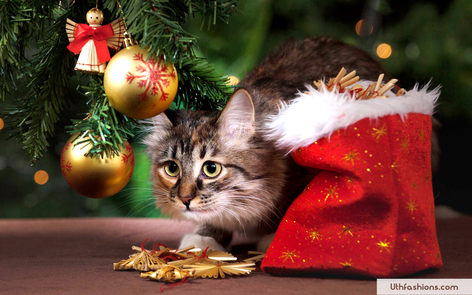 Christmas Cat Wallpapers