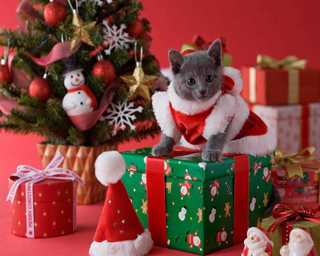 Christmas Cat Wallpapers