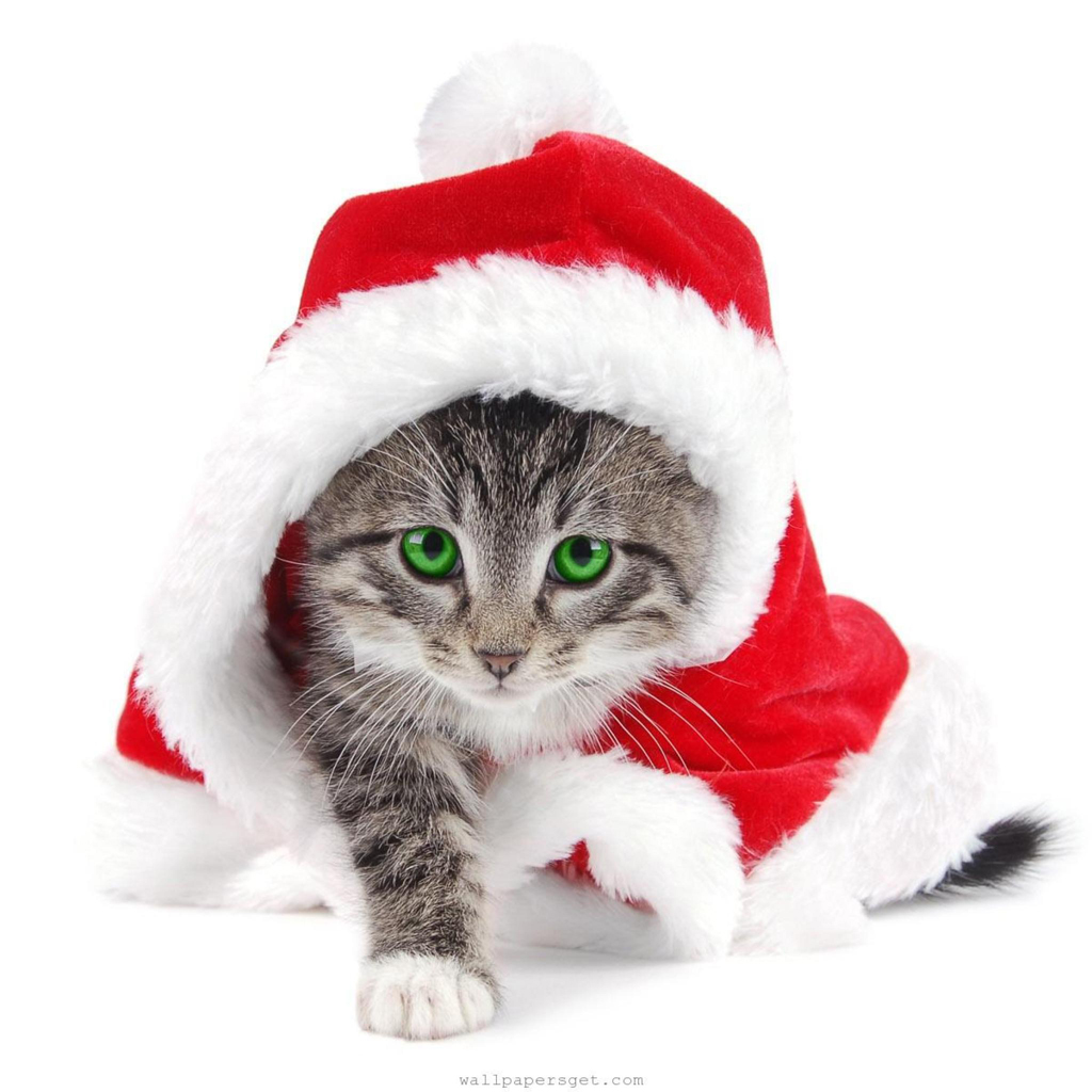 Christmas Cats Wallpapers