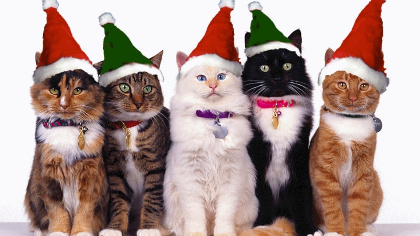 Christmas Cats Wallpapers