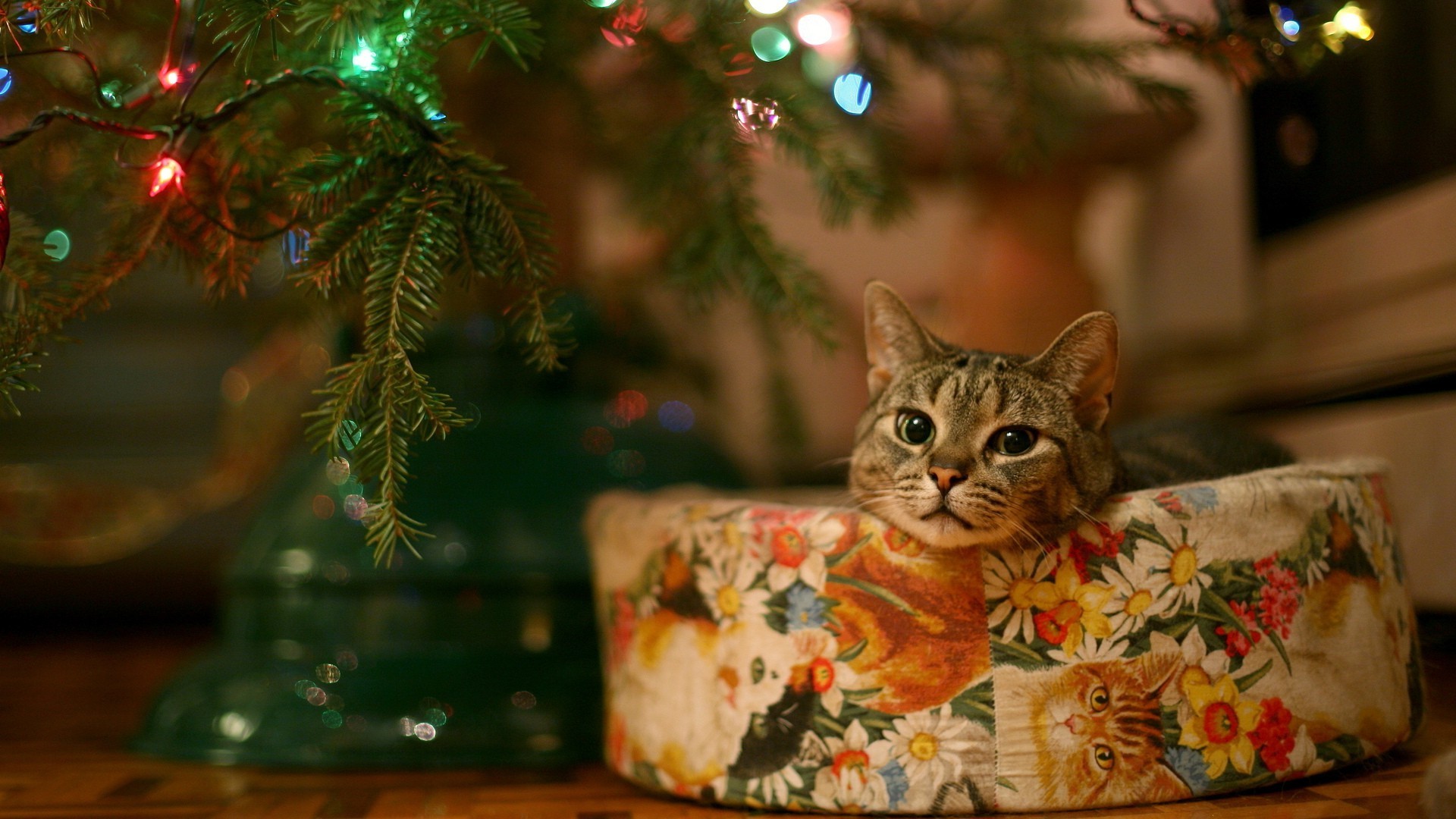 Christmas Cats Wallpapers