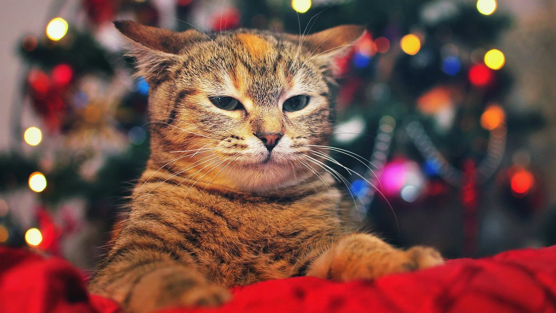 Christmas Cats Wallpapers