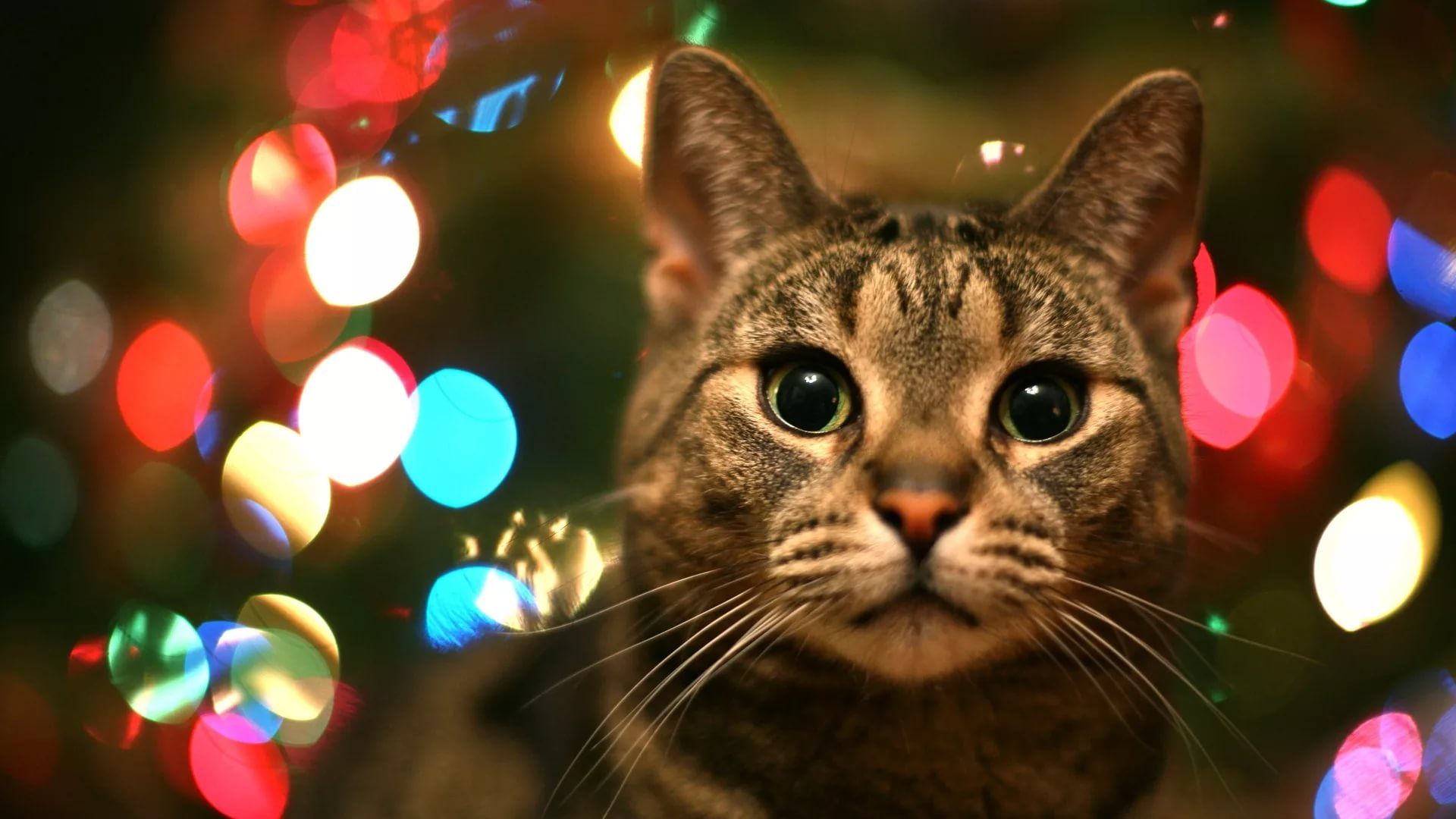 Christmas Cats Wallpapers