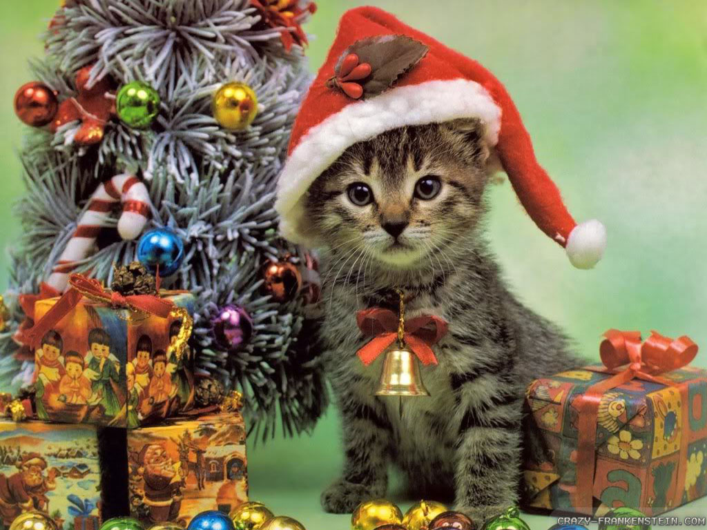 Christmas Cats Wallpapers