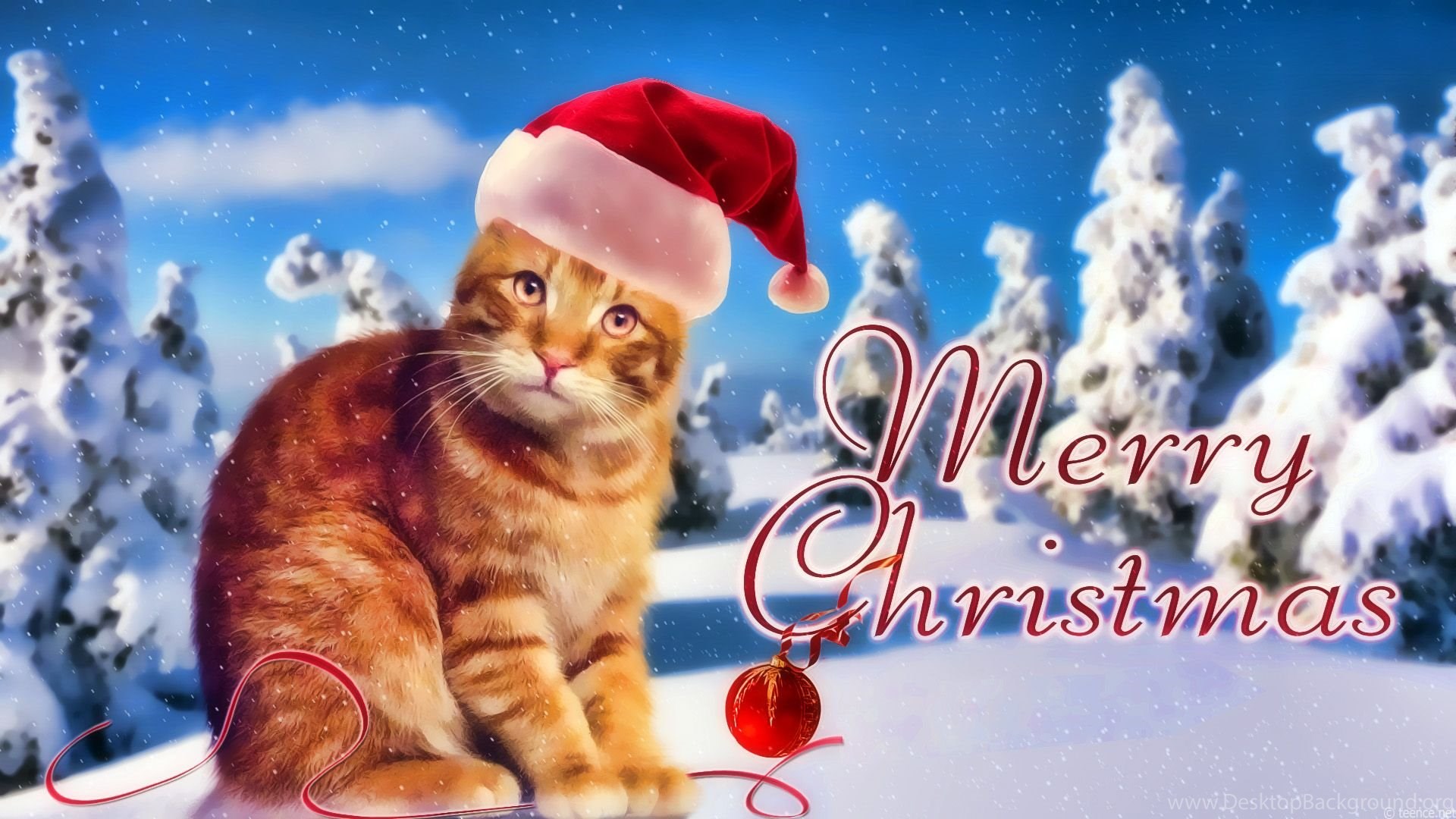 Christmas Cats Wallpapers