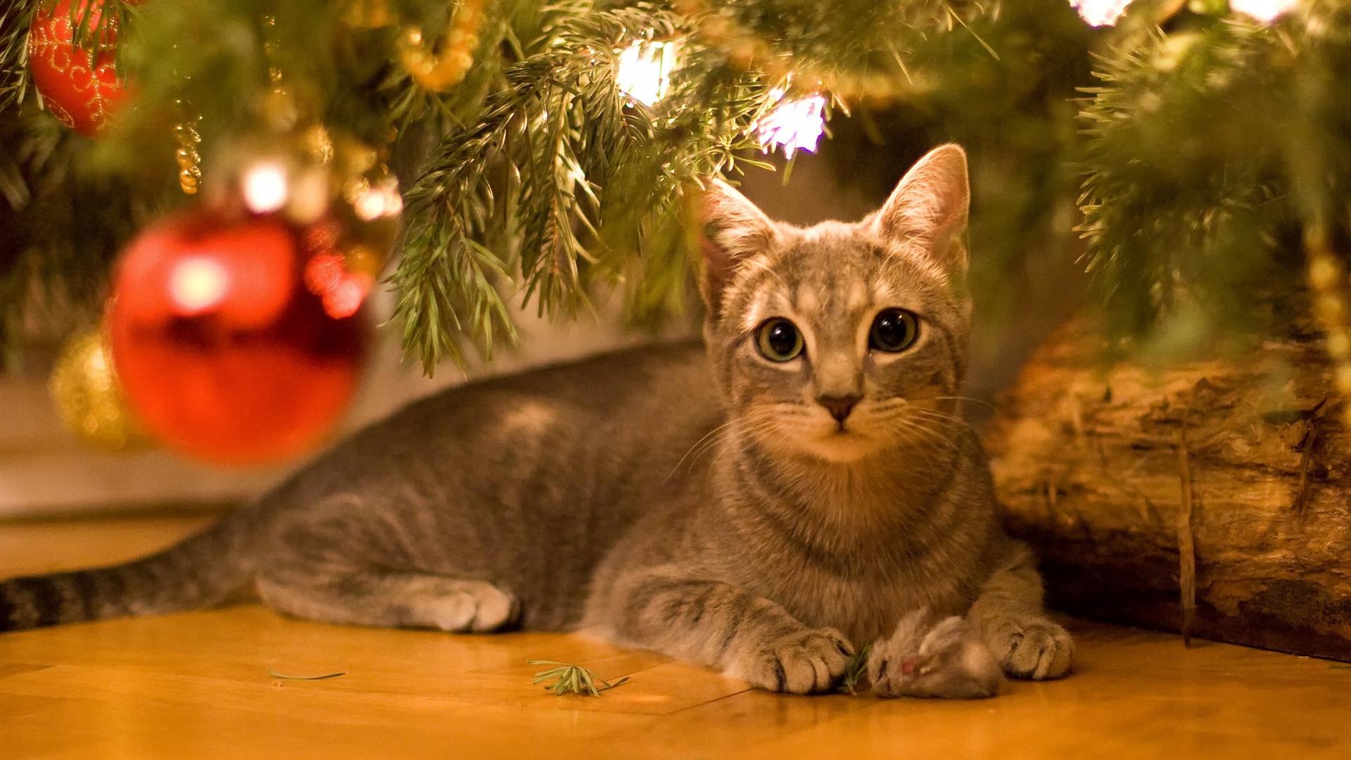 Christmas Cats Wallpapers