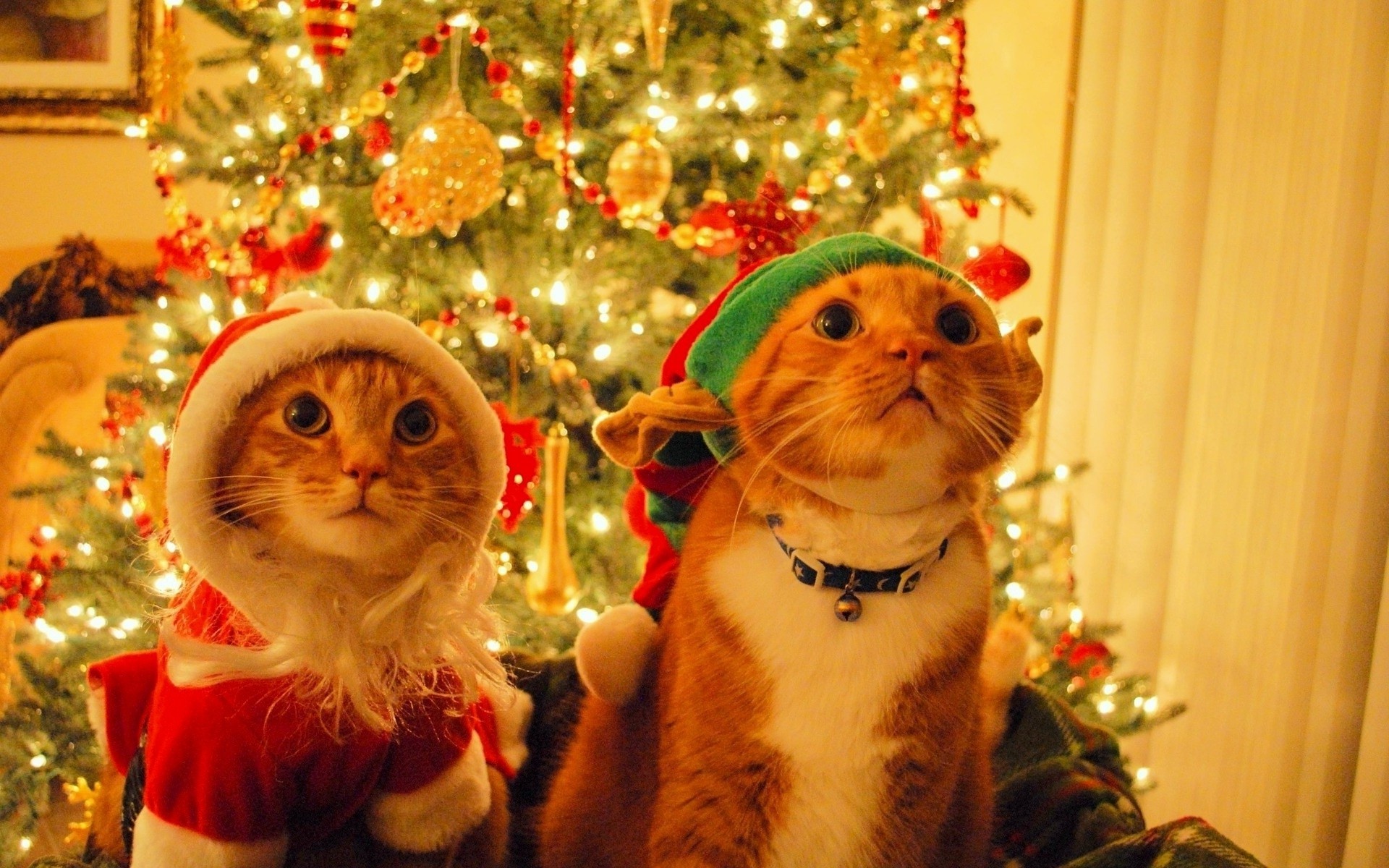 Christmas Cats Wallpapers