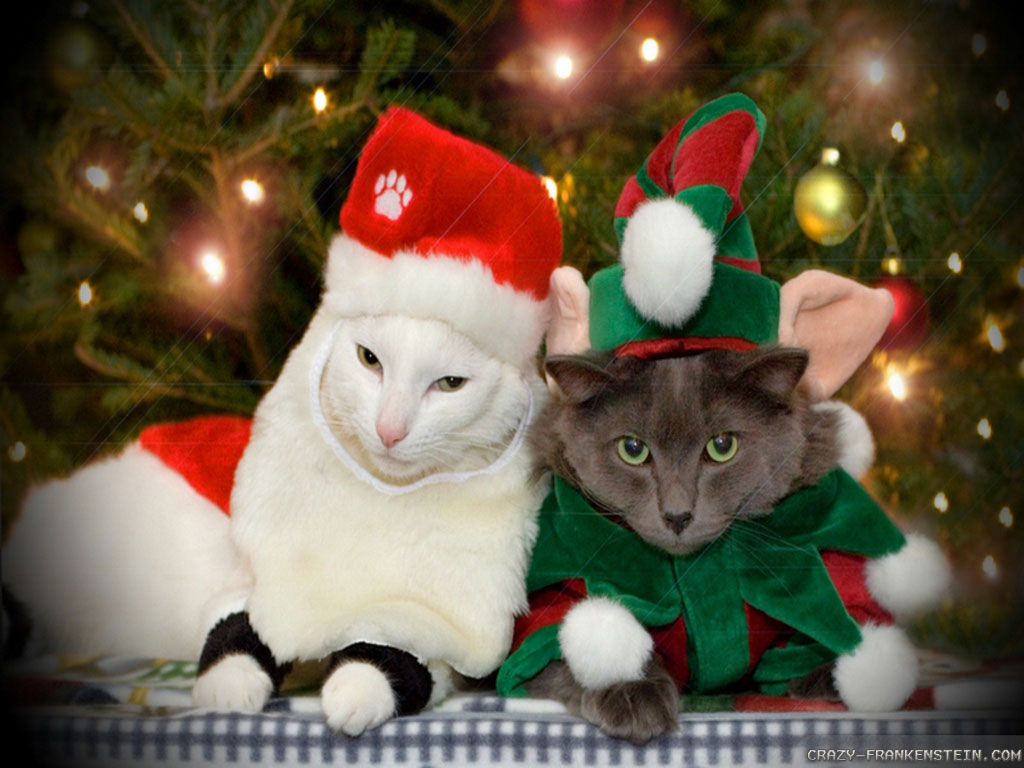 Christmas Cats Wallpapers