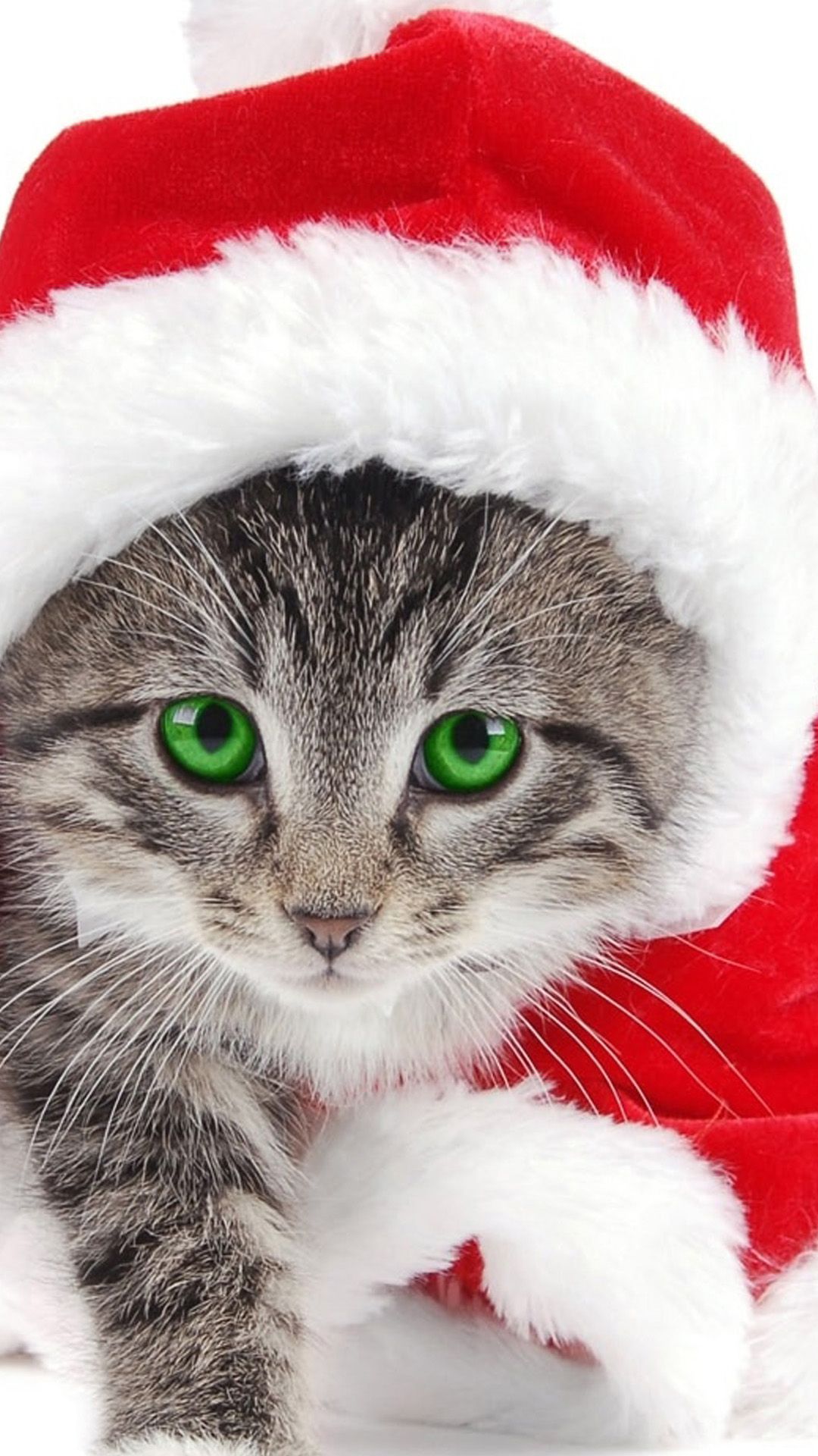 Christmas Cats Wallpapers