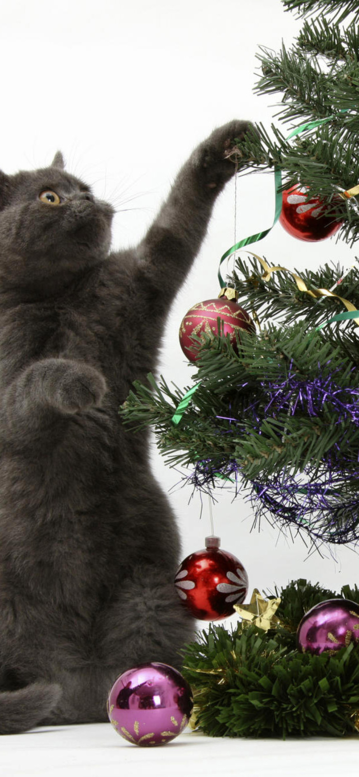 Christmas Cats Wallpapers