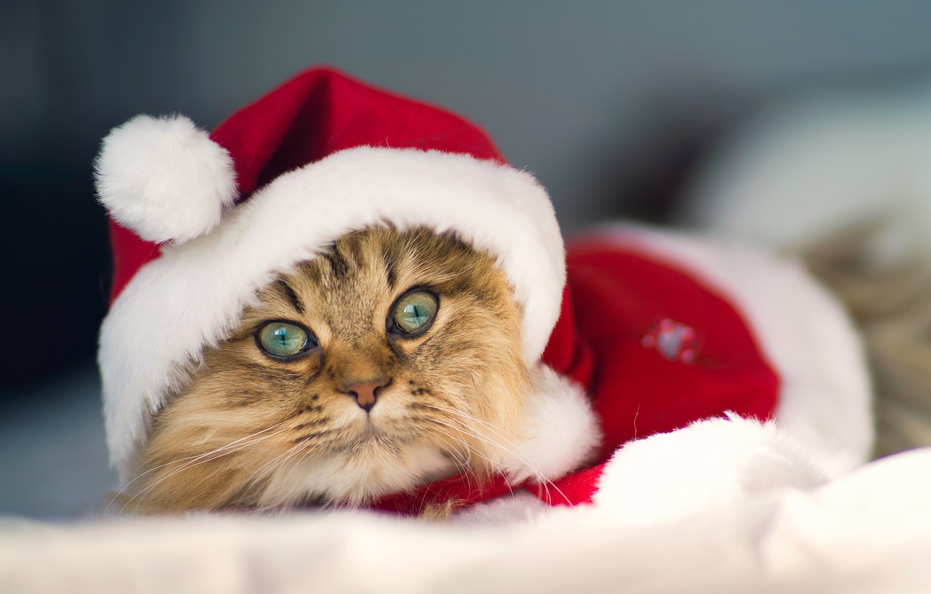 Christmas Cats Wallpapers