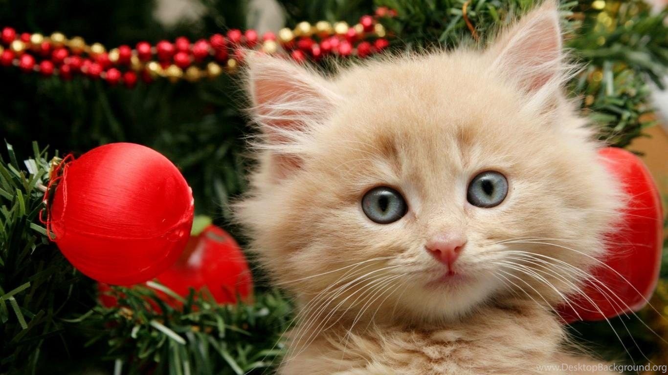 Christmas Cats Wallpapers