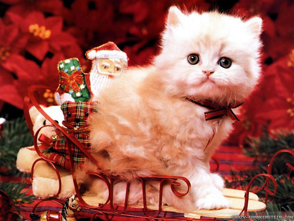 Christmas Cats Wallpapers