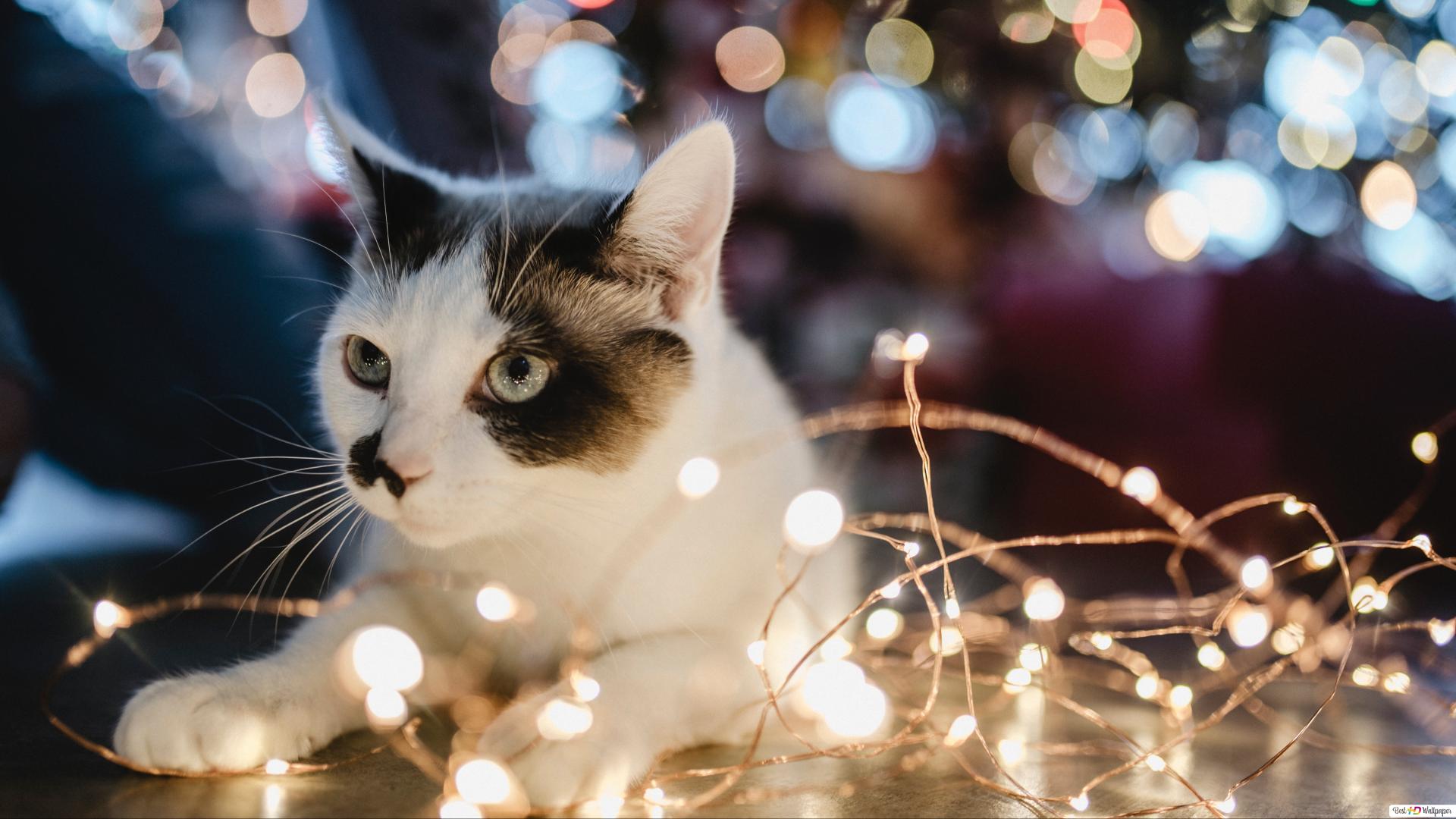 Christmas Cats Wallpapers