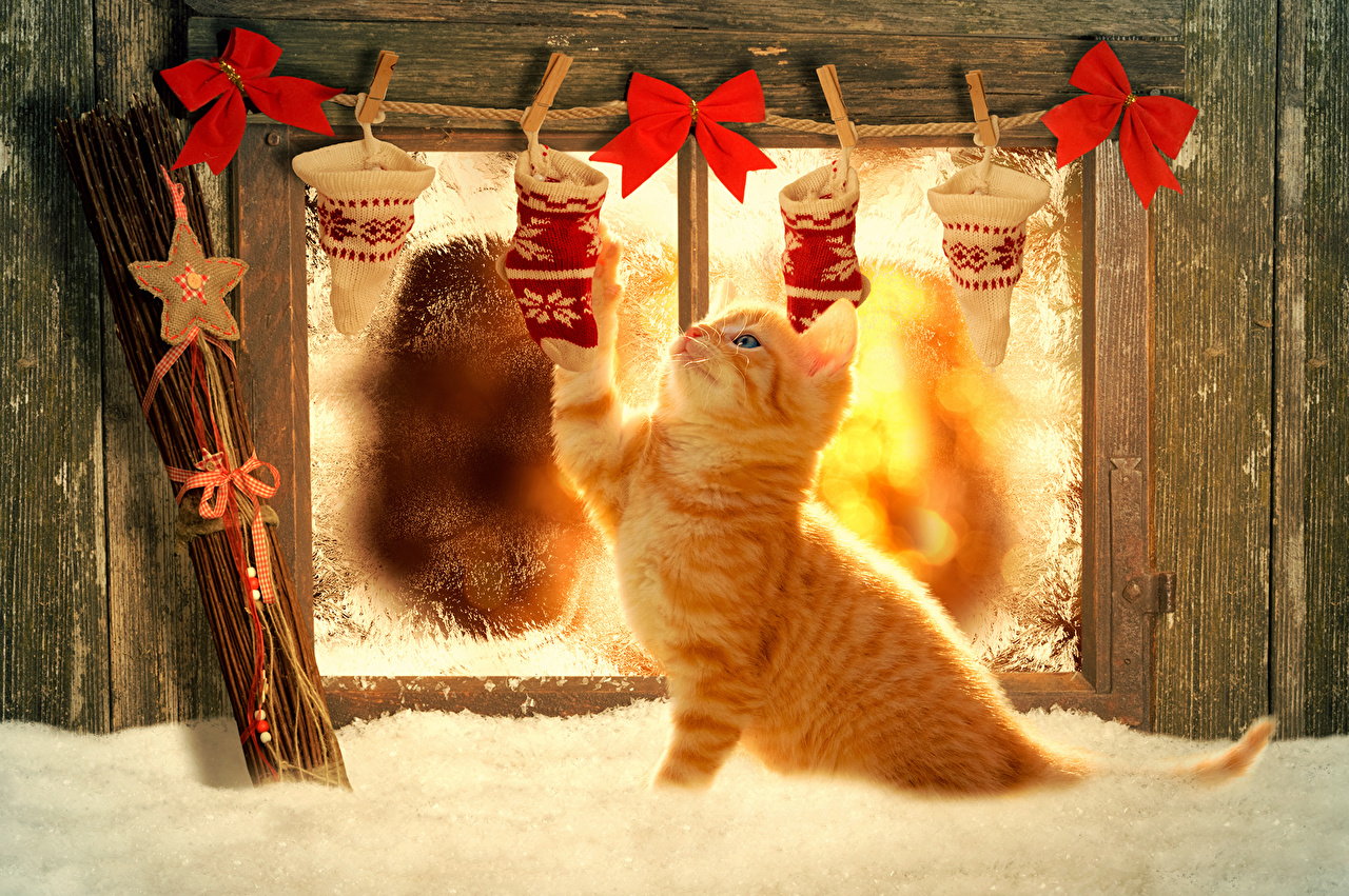 Christmas Cats Wallpapers