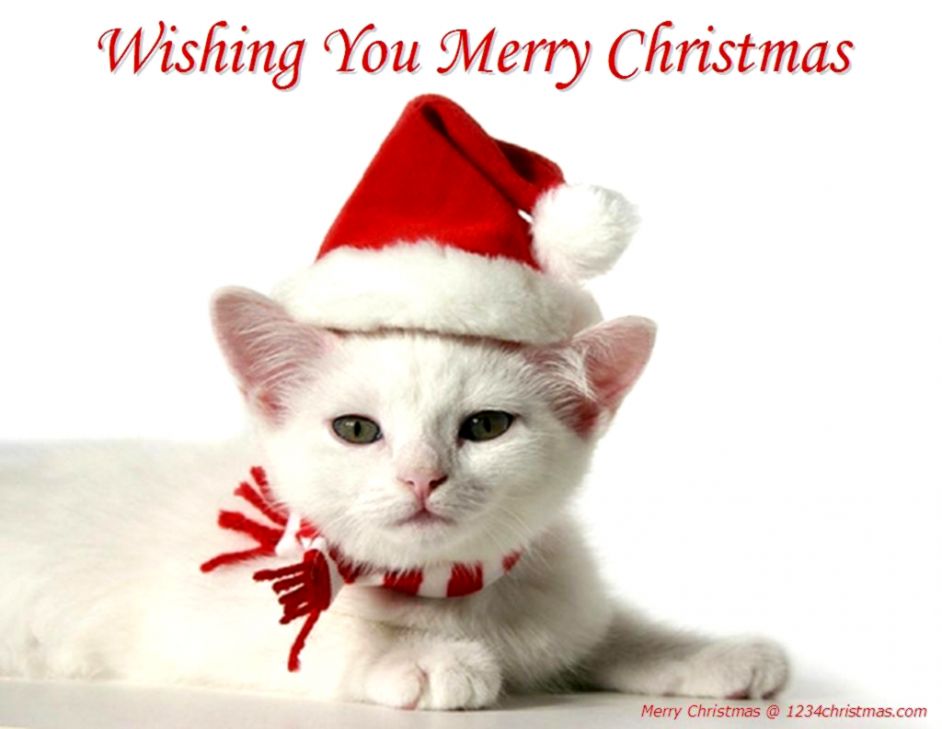 Christmas Cats Wallpapers