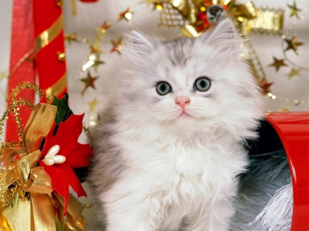 Christmas Cats Wallpapers