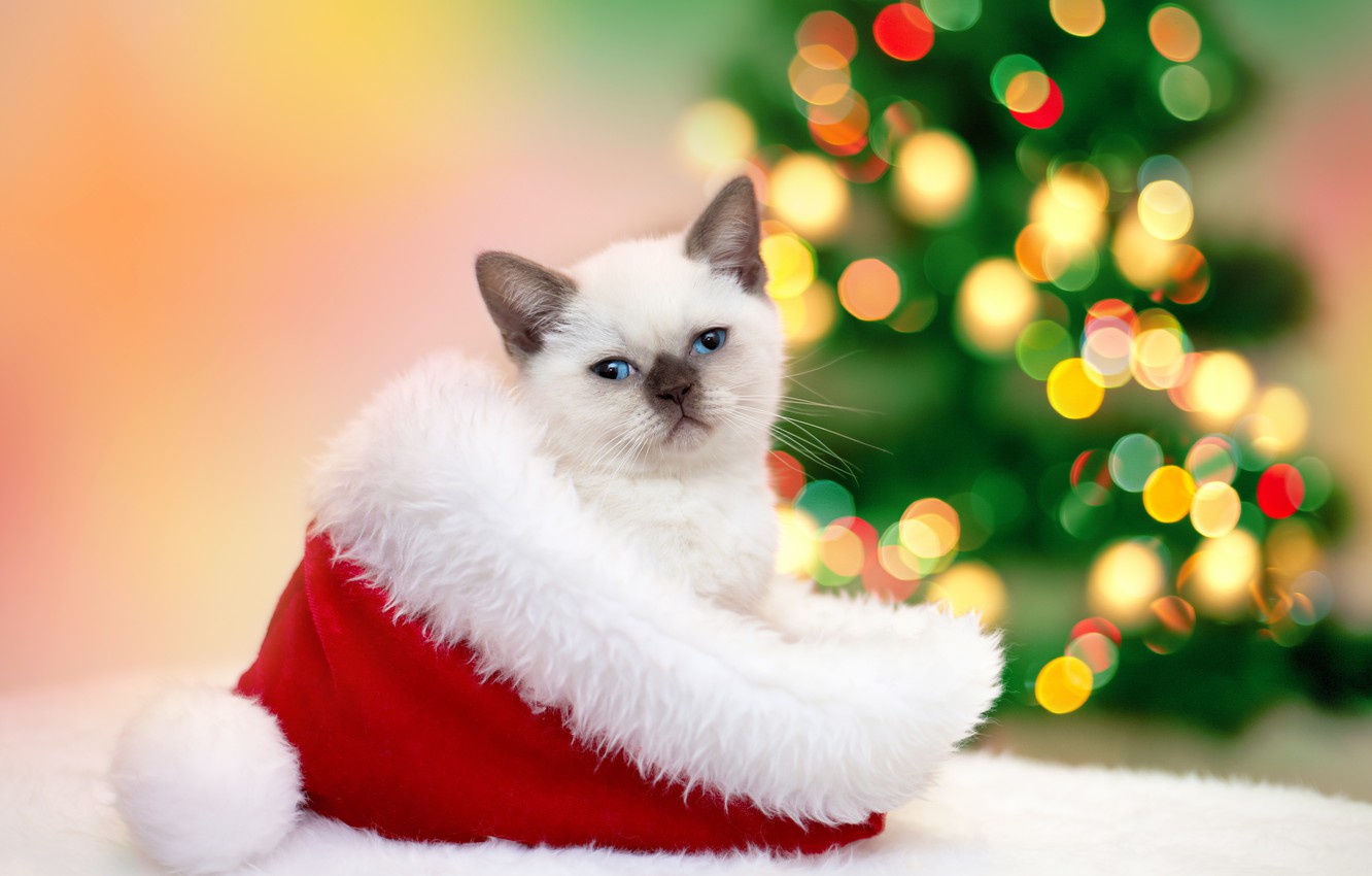 Christmas Cats Wallpapers