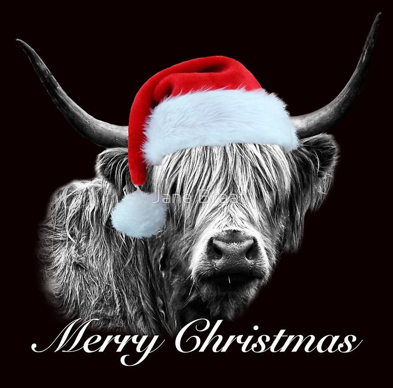 Christmas Cow Wallpapers