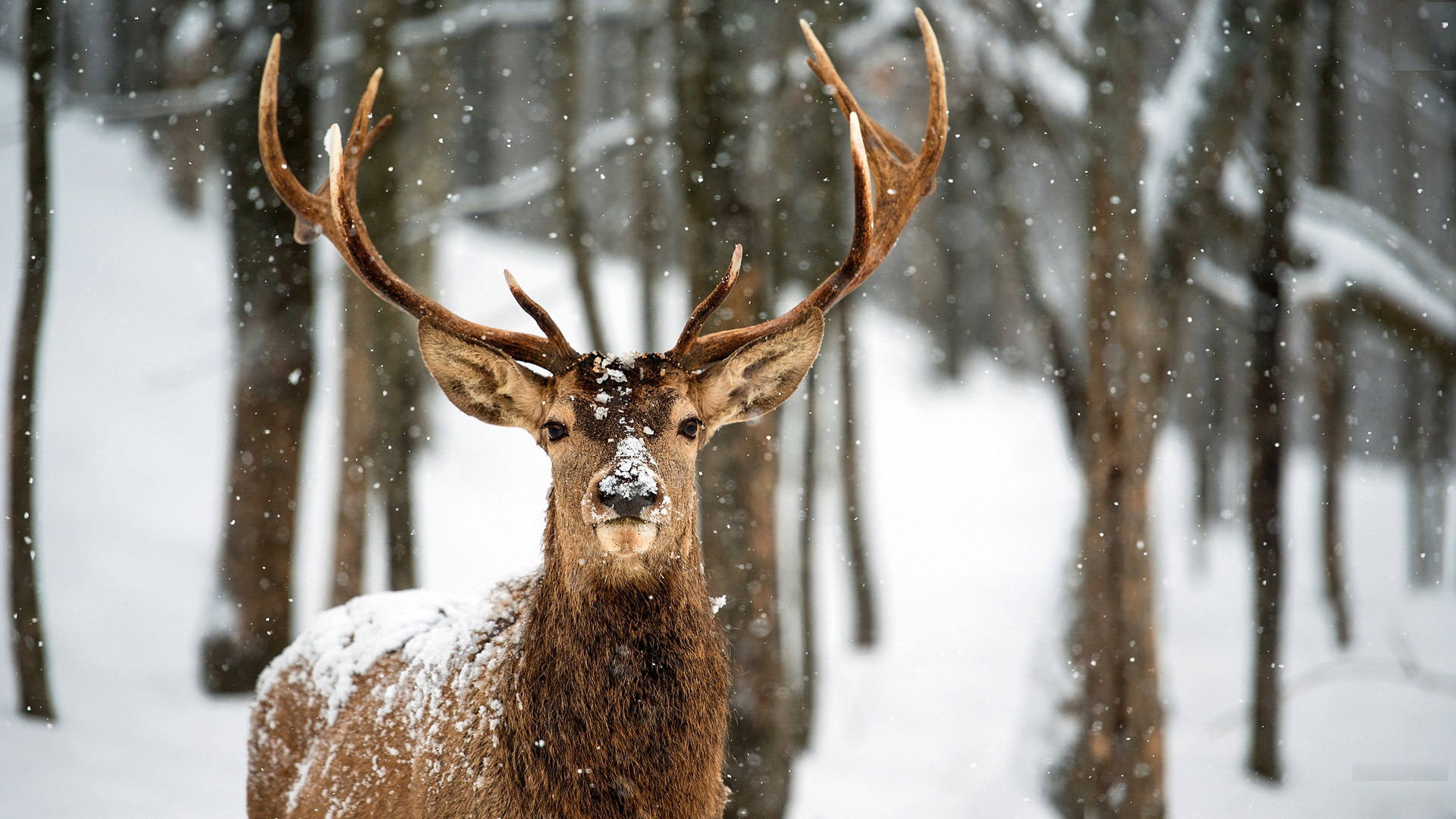 Christmas Deer Wallpapers