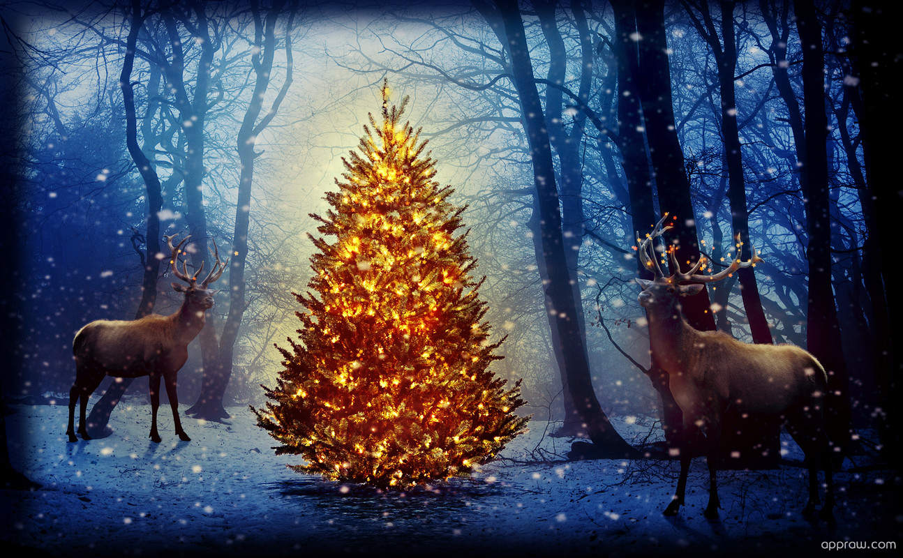 Christmas Deer Wallpapers