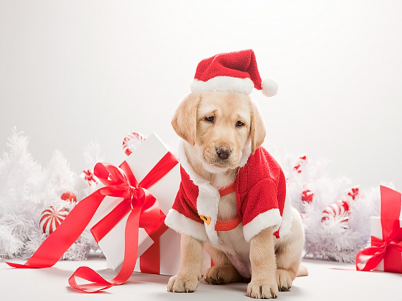 Christmas Dog Wallpapers