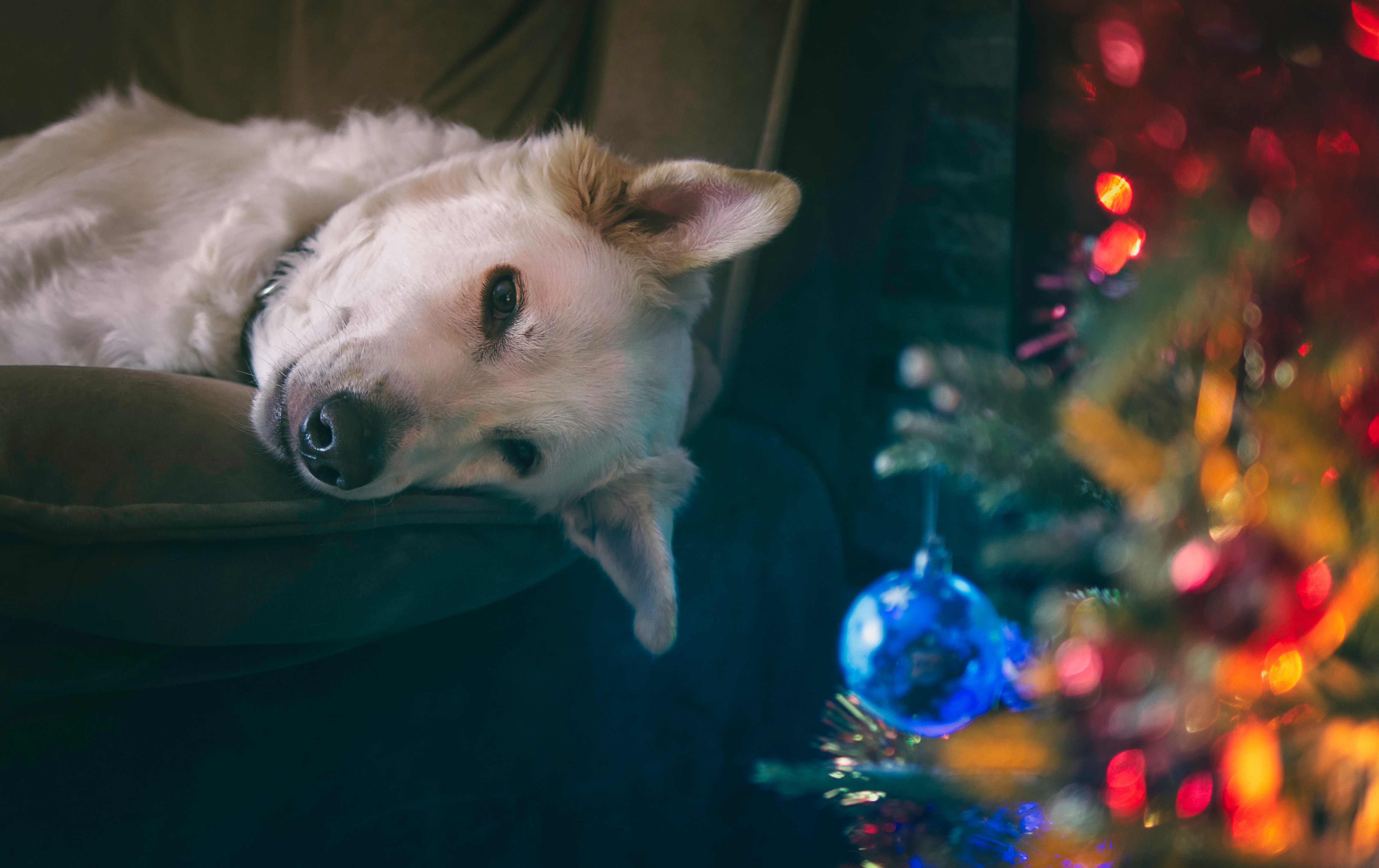 Christmas Dog Wallpapers