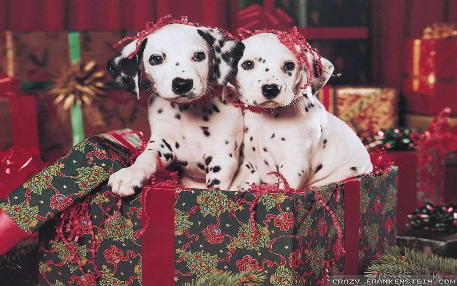 Christmas Dog Wallpapers