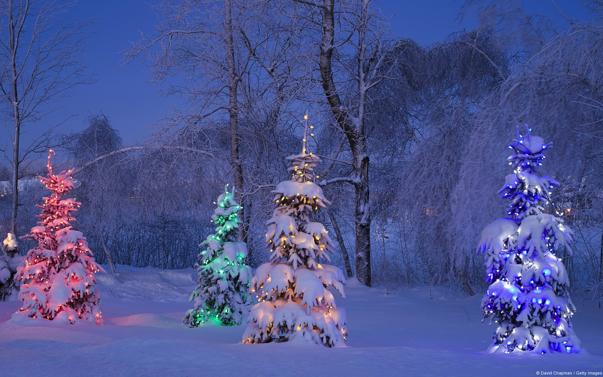 Christmas Forest Wallpapers