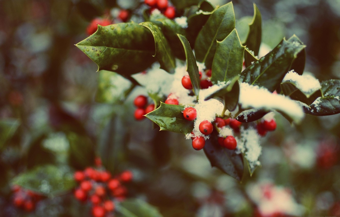 Christmas Holly Wallpapers