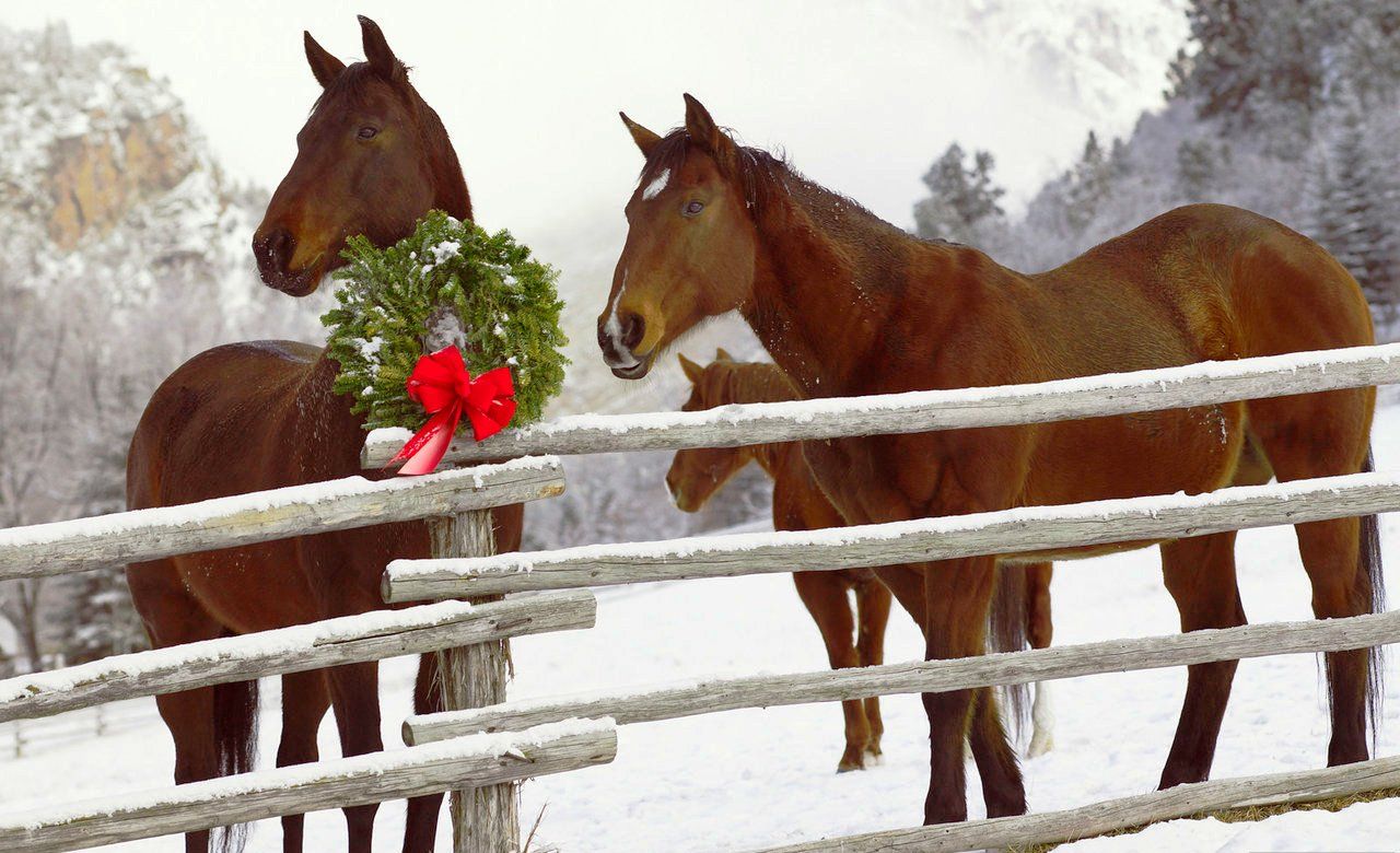 Christmas Horse Wallpapers