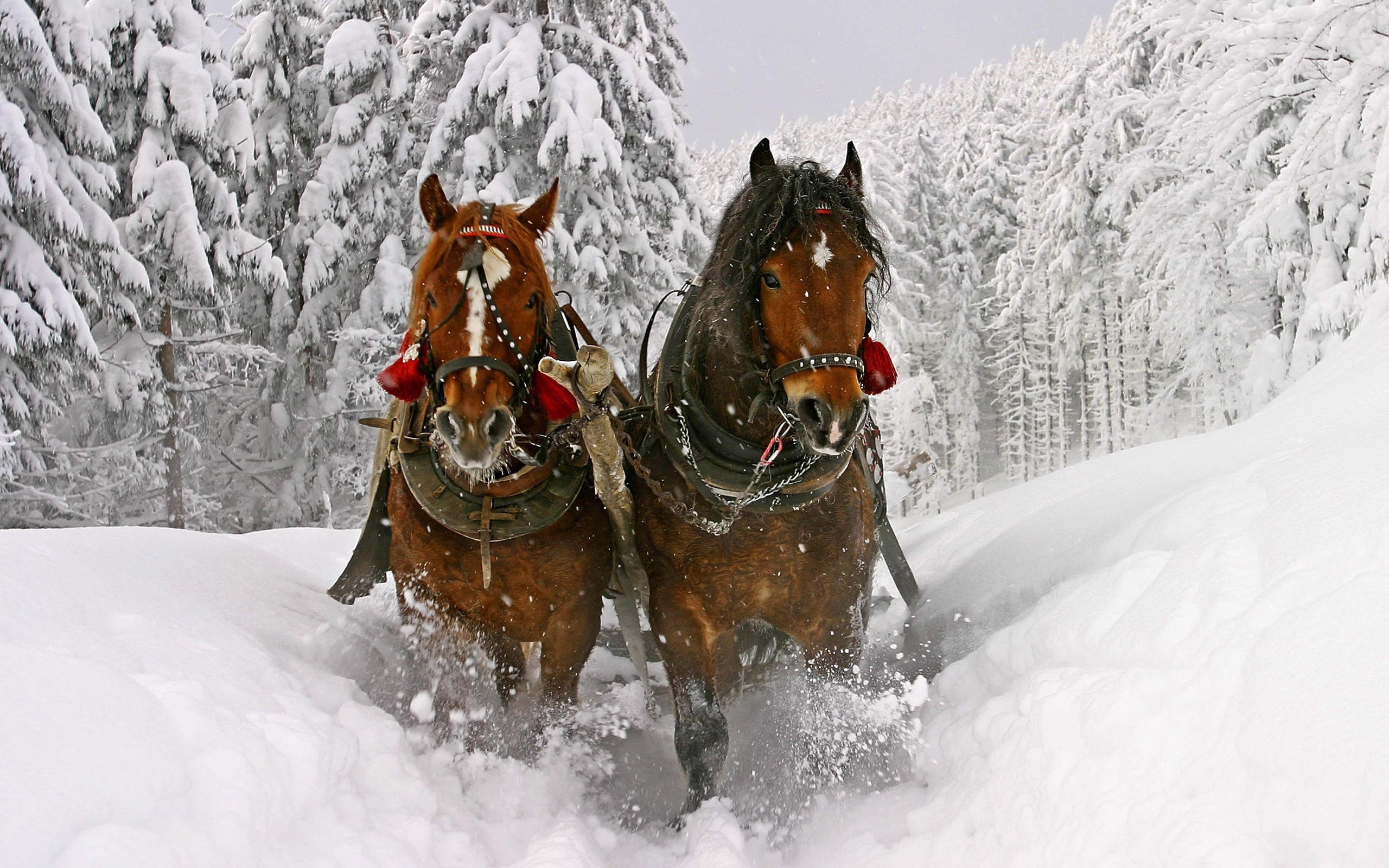 Christmas Horse Wallpapers