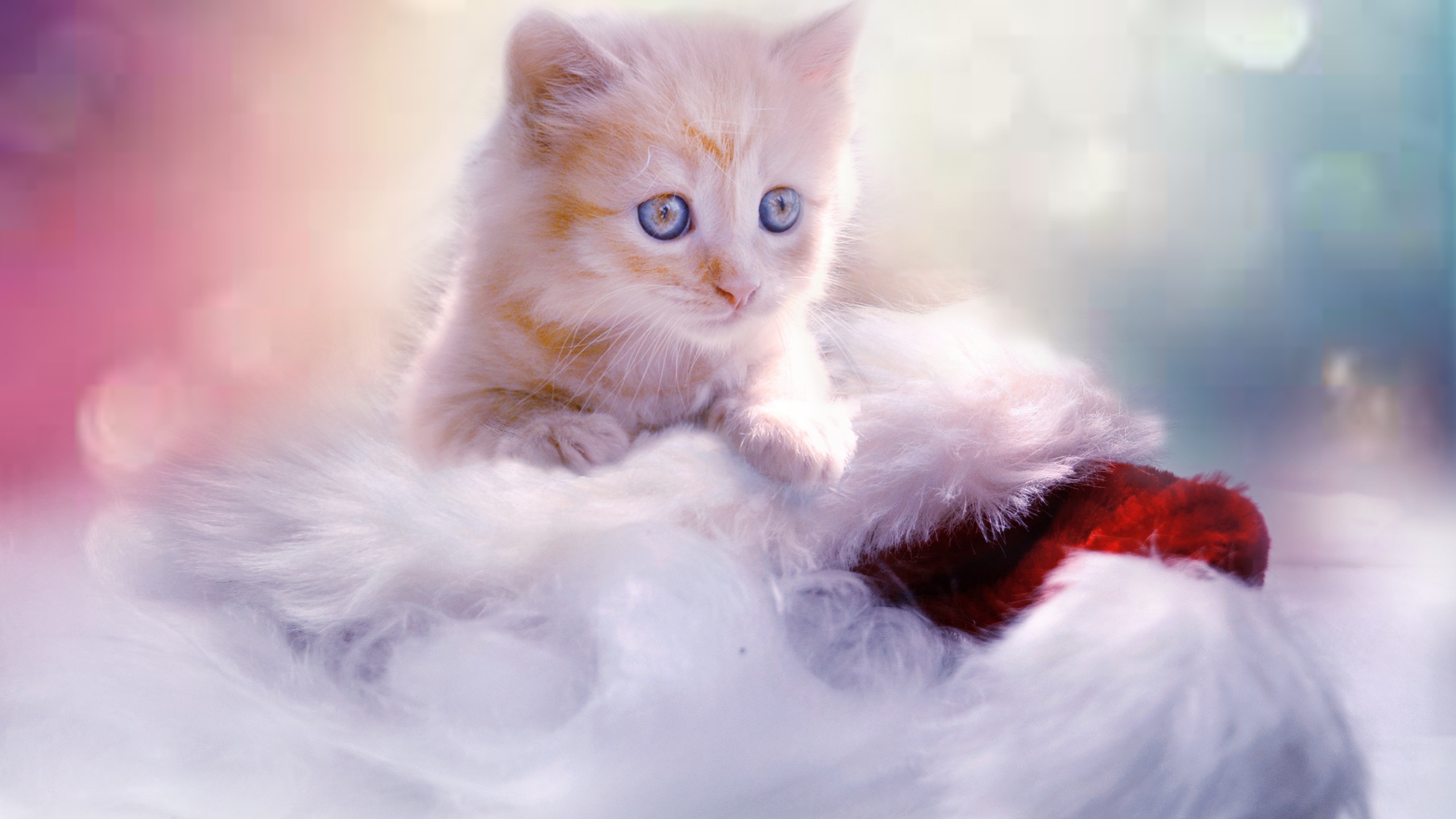 Christmas Kitten Wallpapers