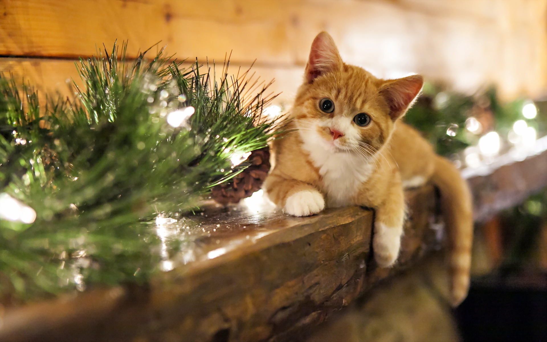 Christmas Kittens Wallpapers