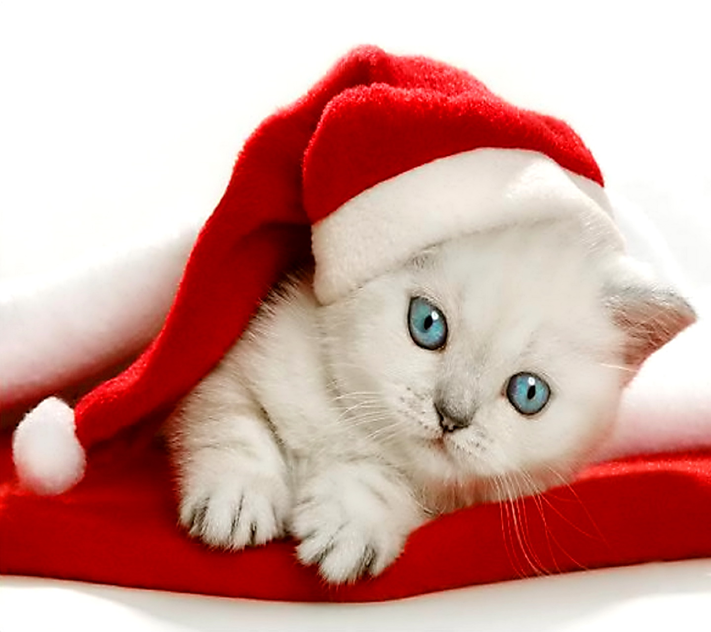 Christmas Kittens Wallpapers