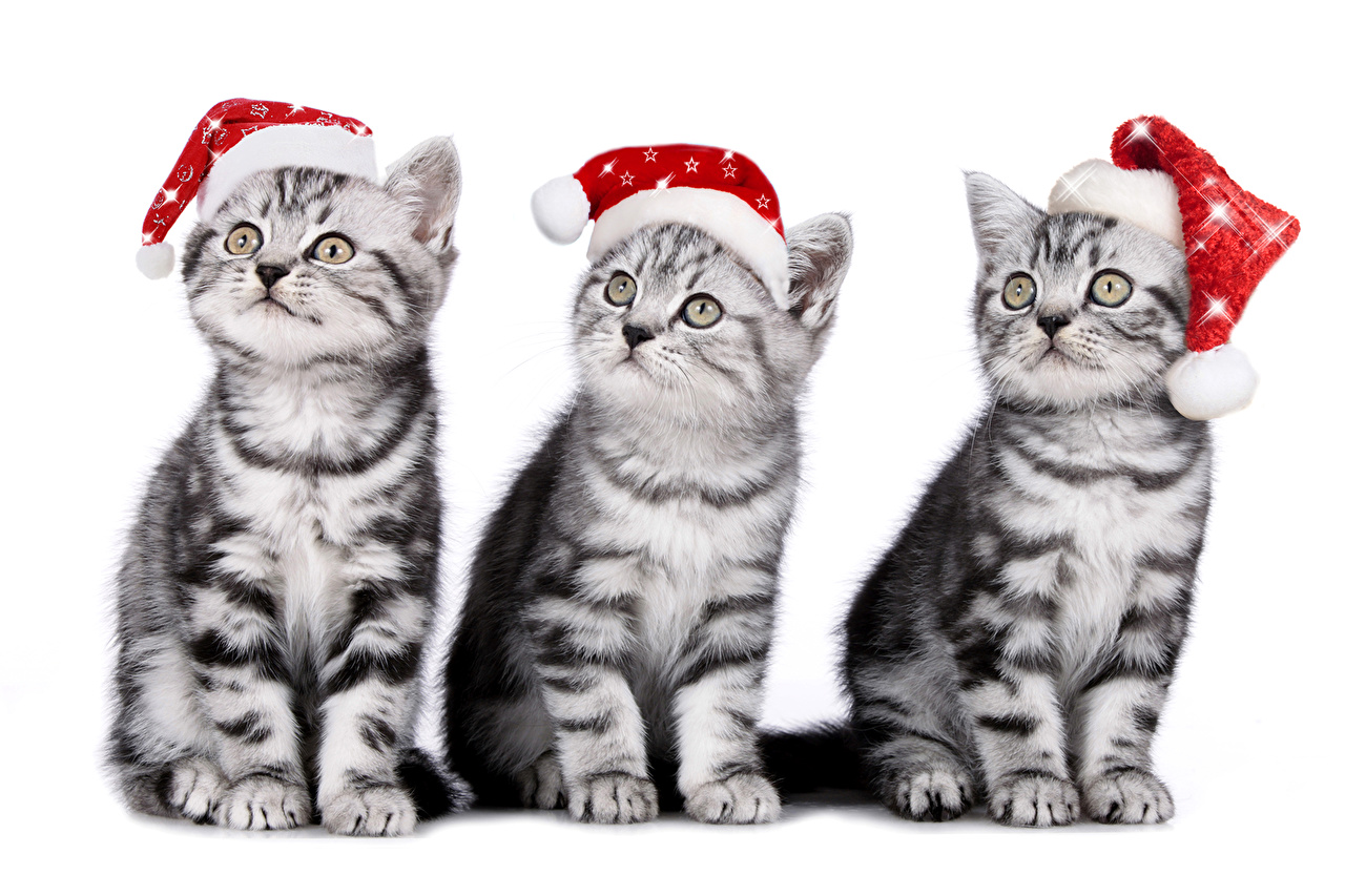 Christmas Kittens Wallpapers