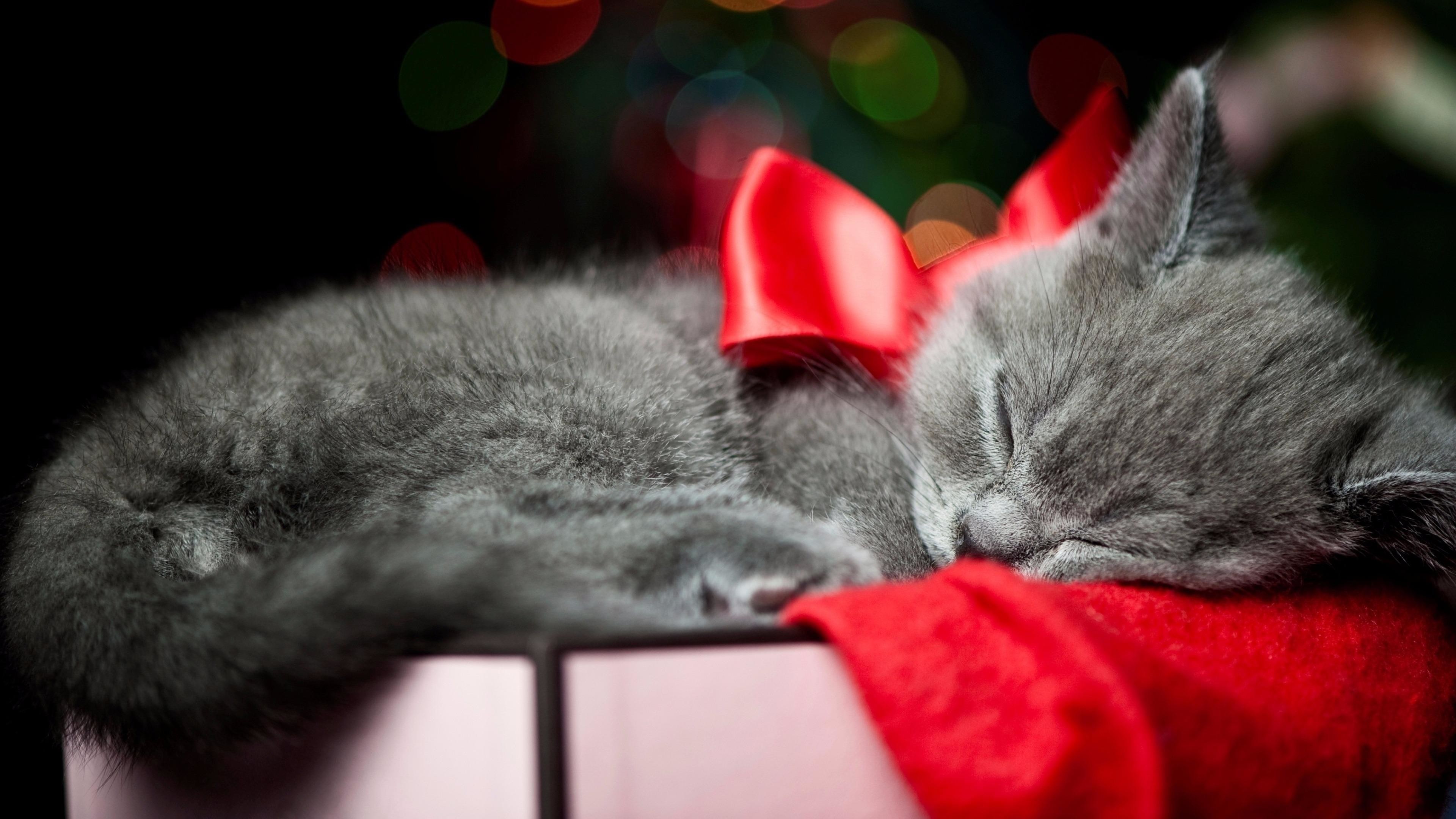 Christmas Kittens Wallpapers