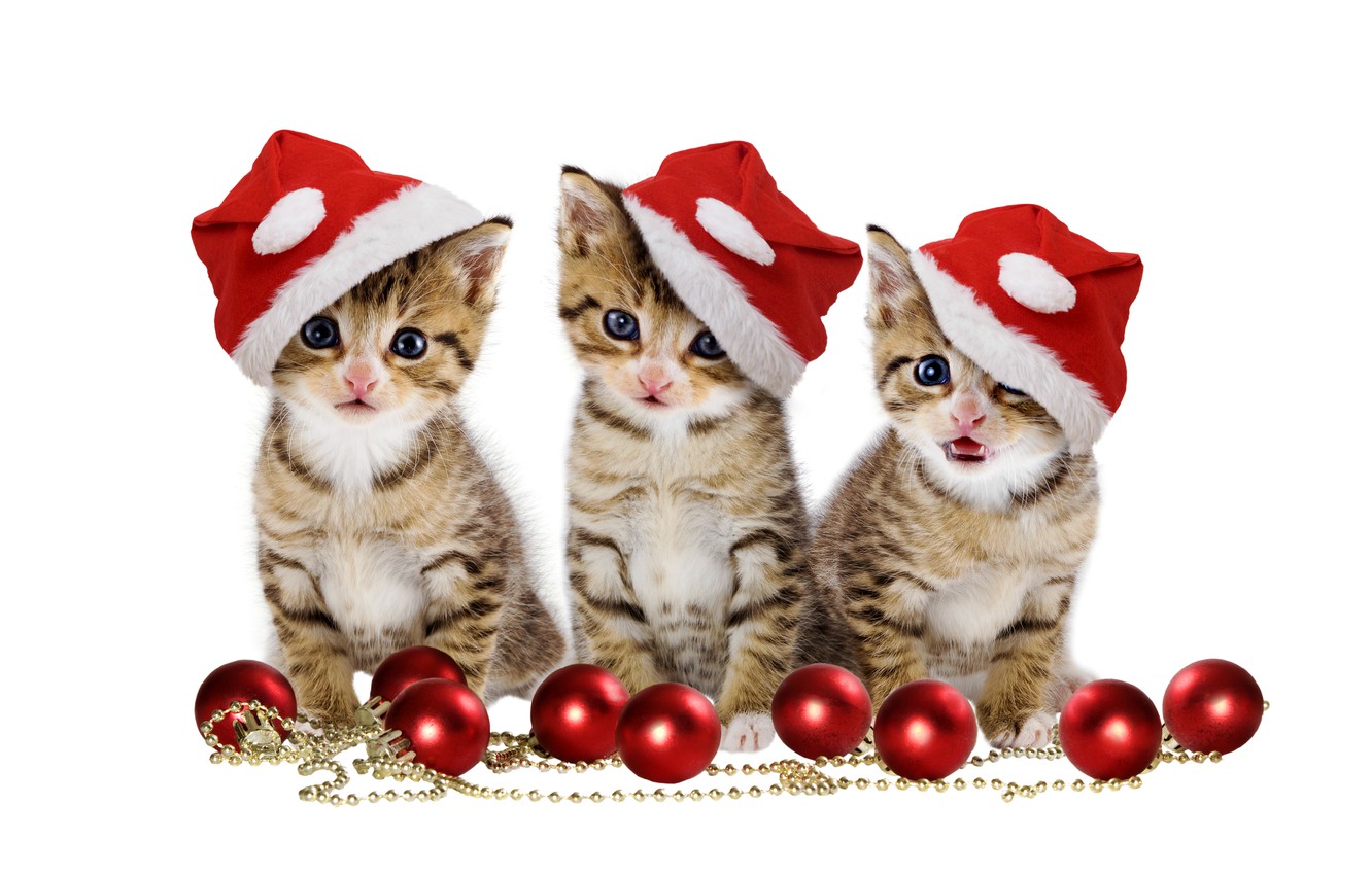 Christmas Kittens Wallpapers