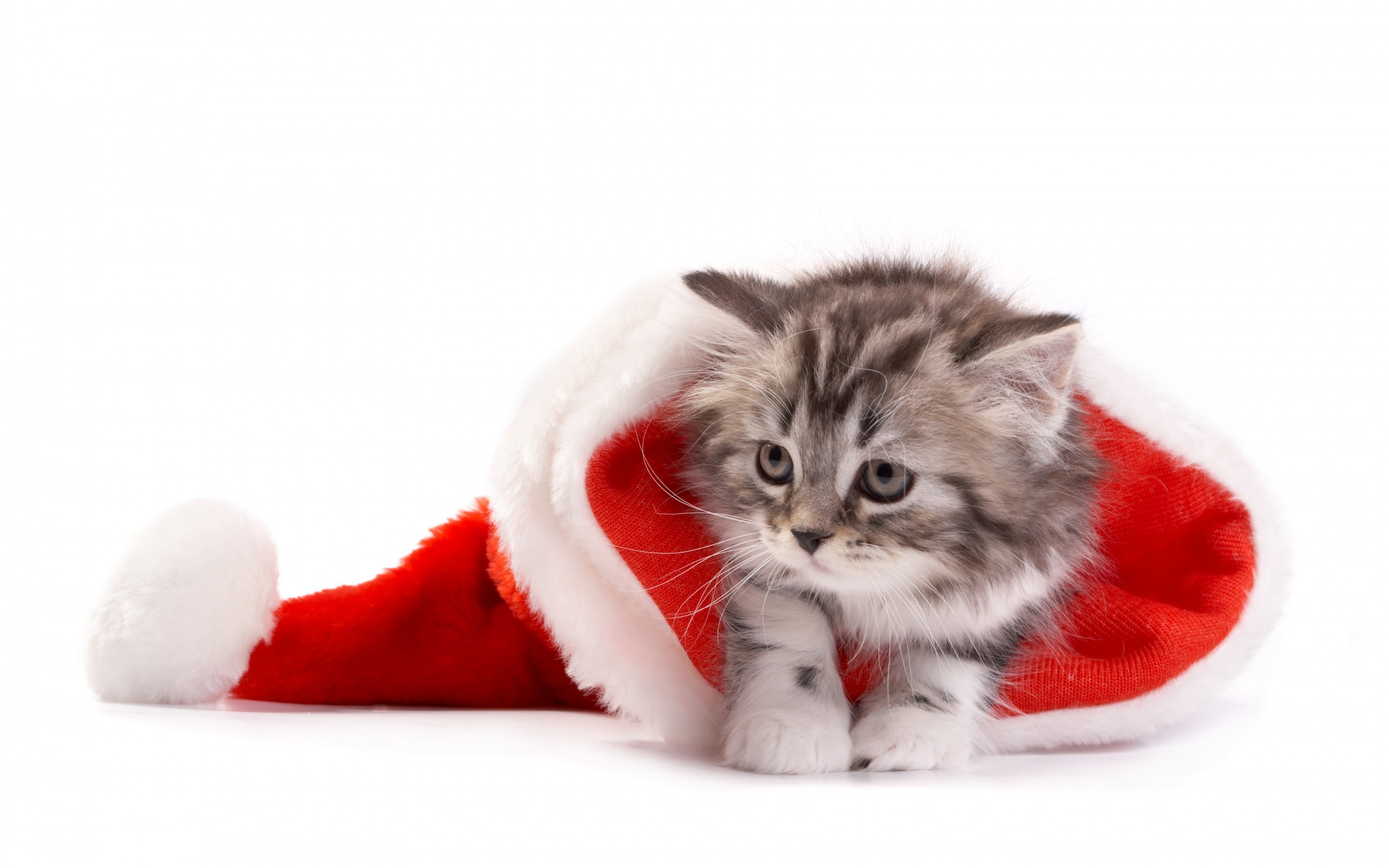 Christmas Kittens Wallpapers