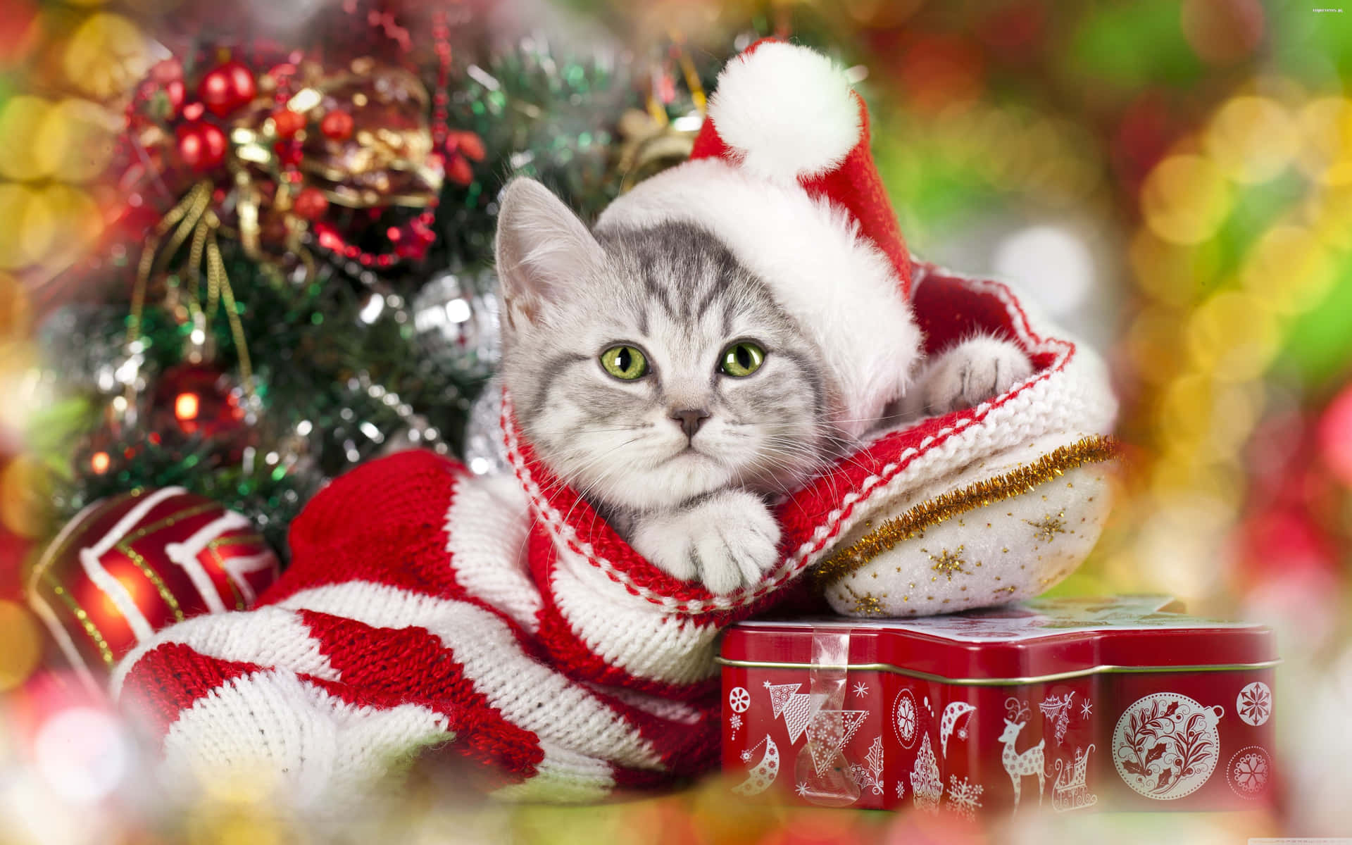 Christmas Kittens Wallpapers