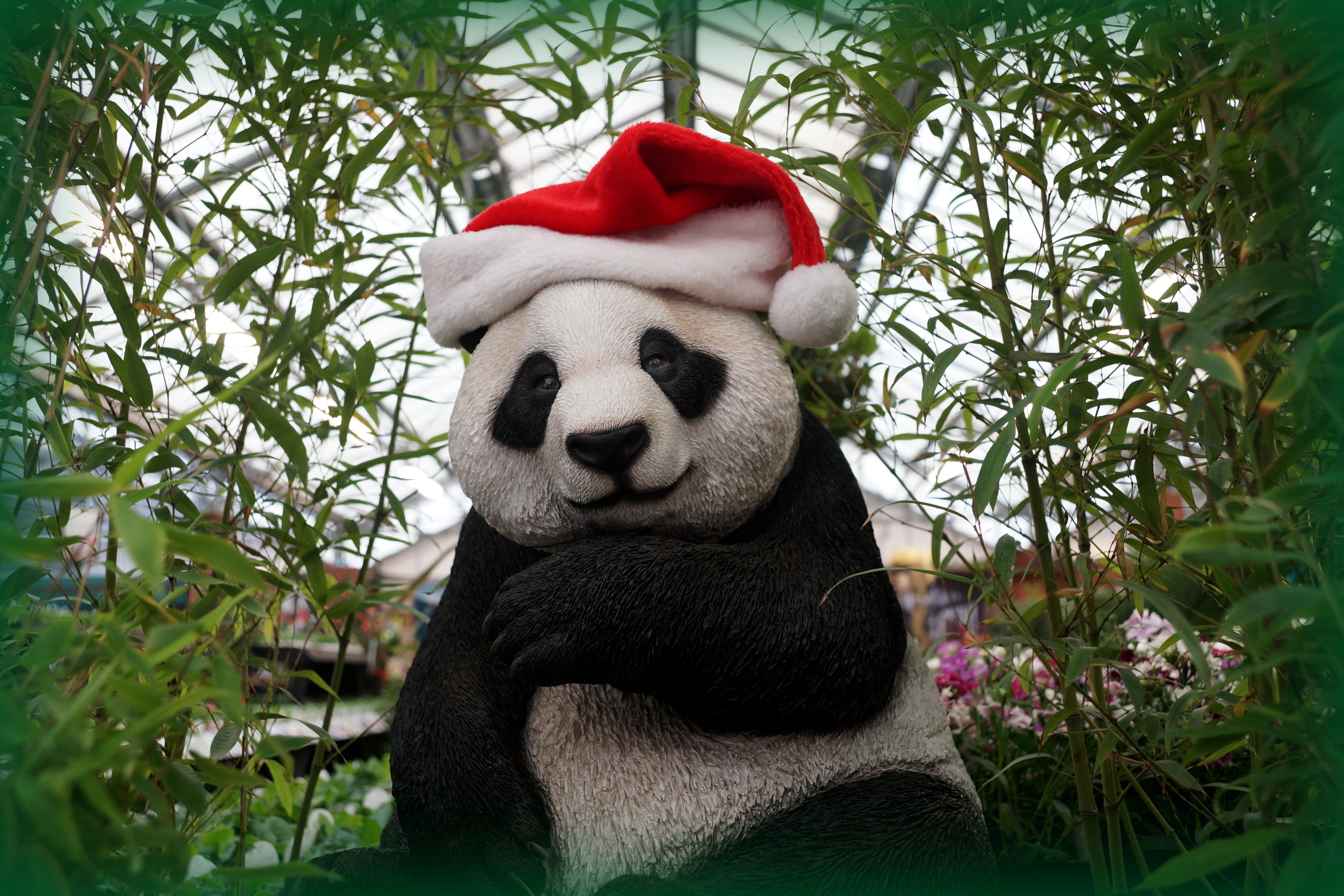 Christmas Panda Wallpapers