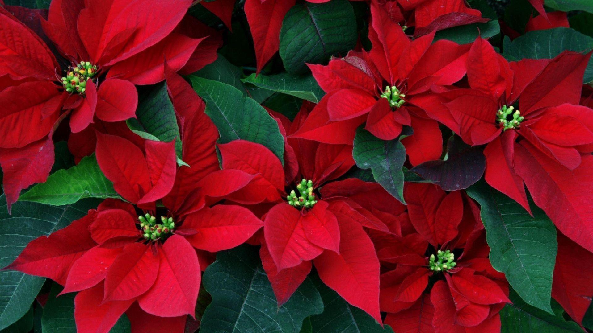 Christmas Poinsettia Wallpapers