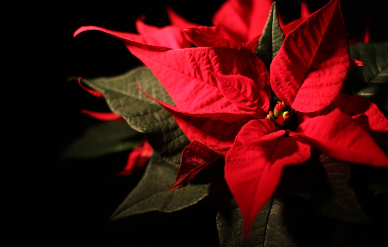 Christmas Poinsettia Wallpapers