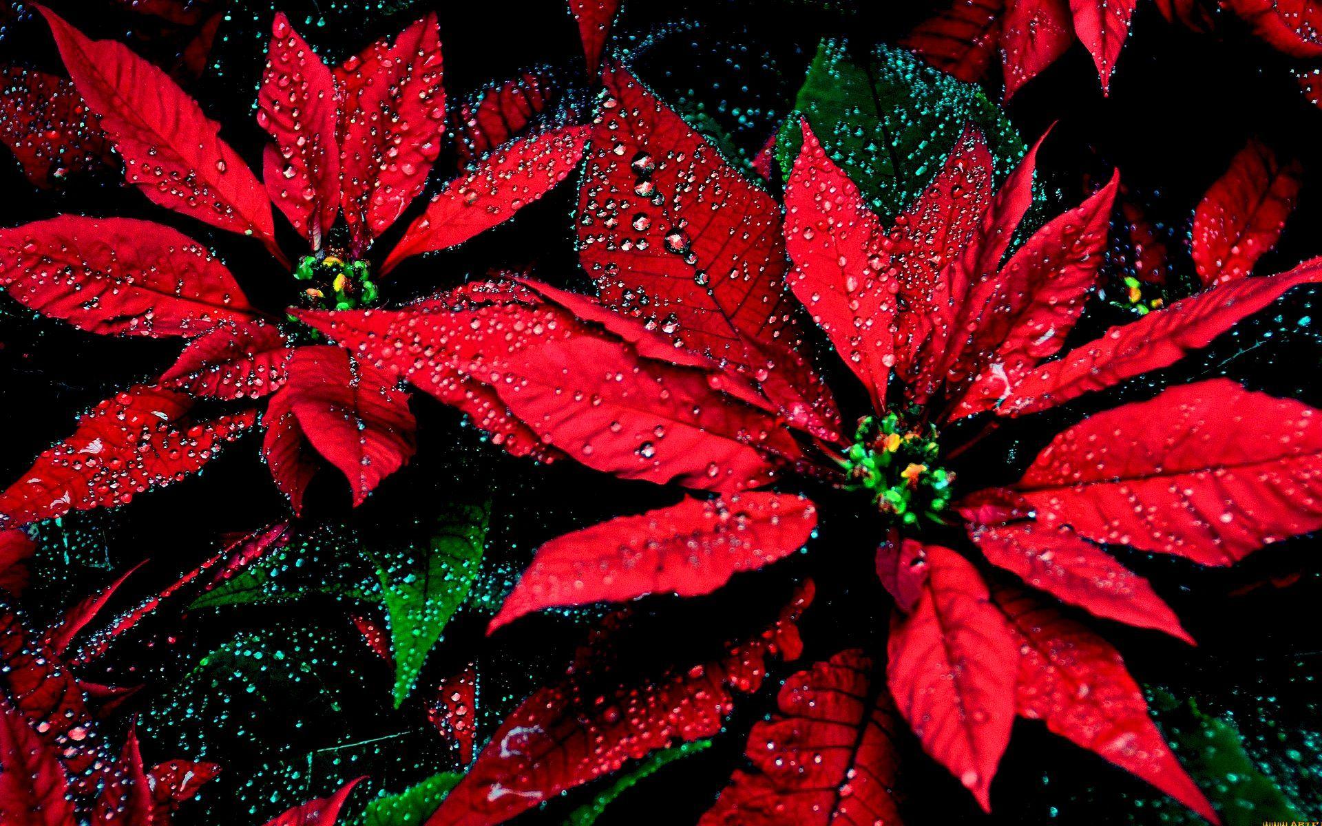 Christmas Poinsettia Wallpapers