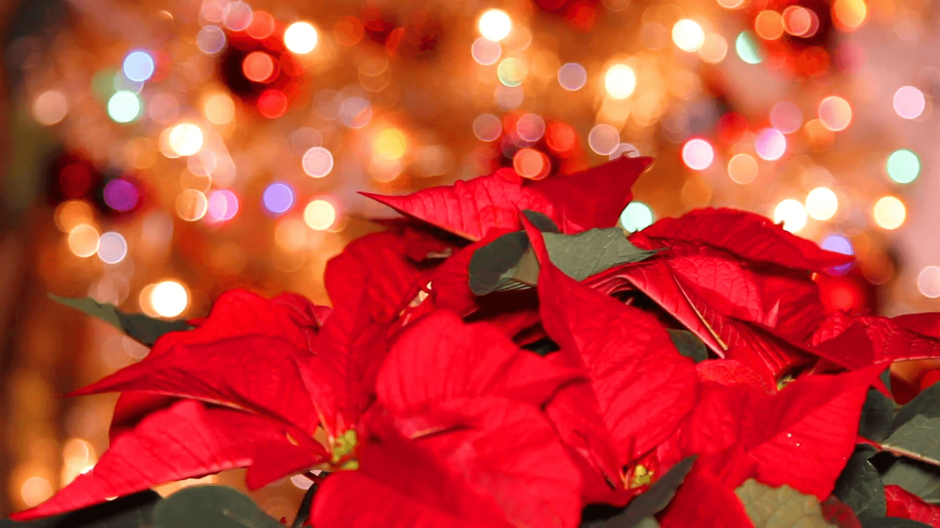 Christmas Poinsettia Wallpapers