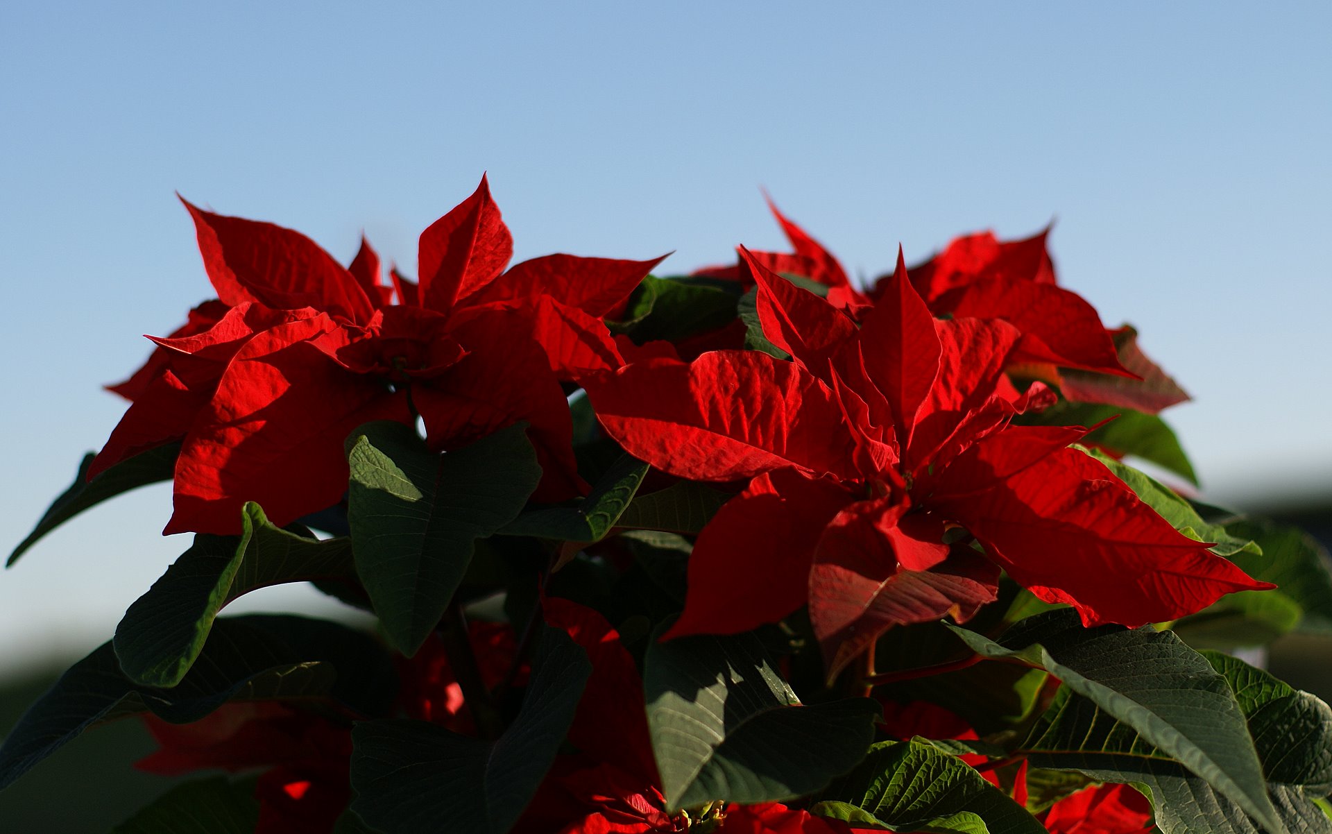 Christmas Poinsettia Wallpapers