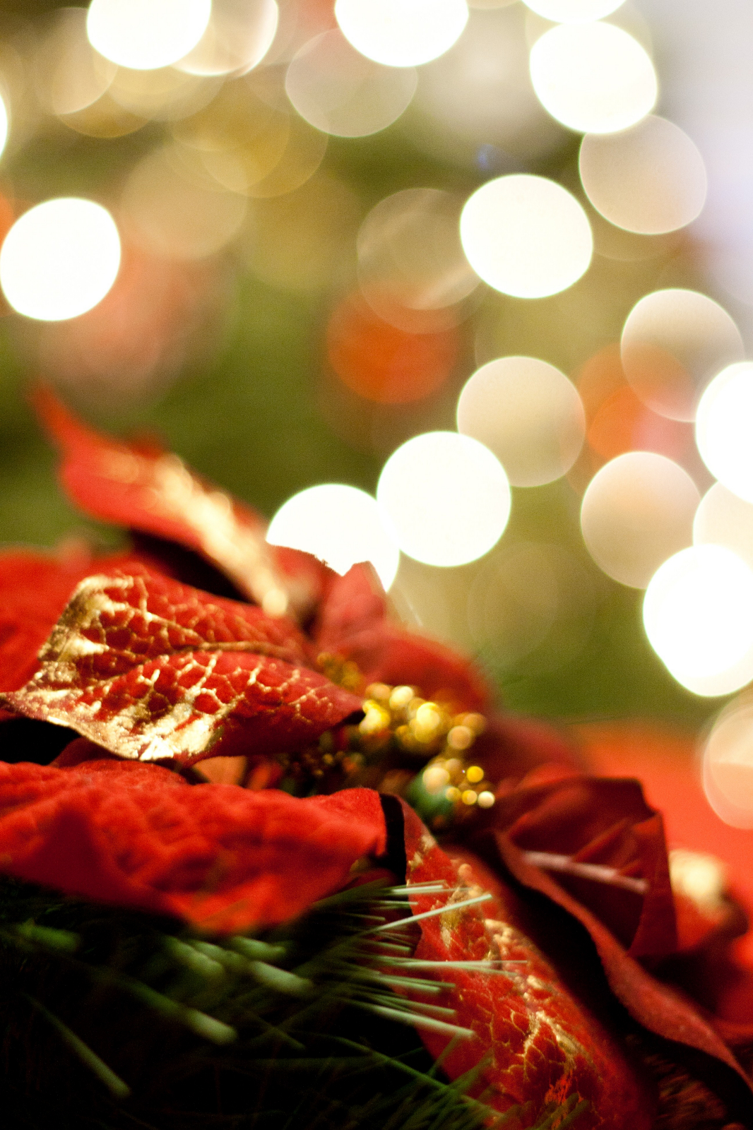 Christmas Poinsettia Wallpapers