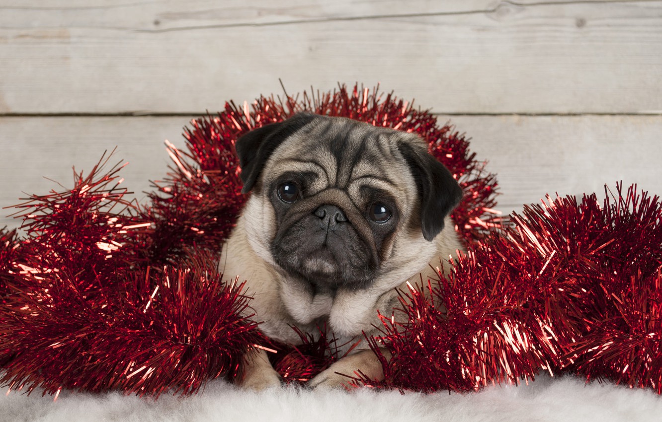 Christmas Pug Wallpapers