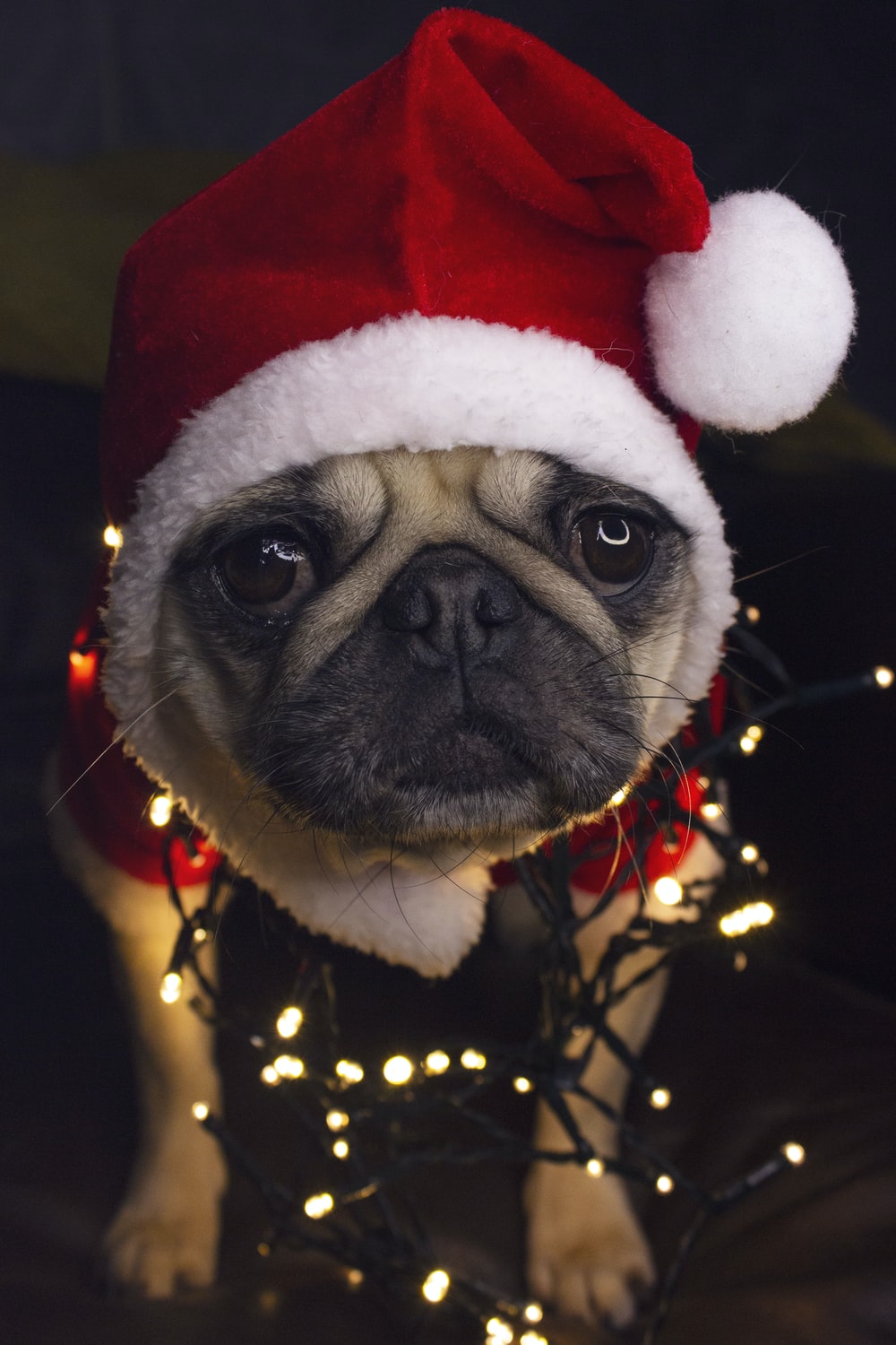 Christmas Pug Wallpapers